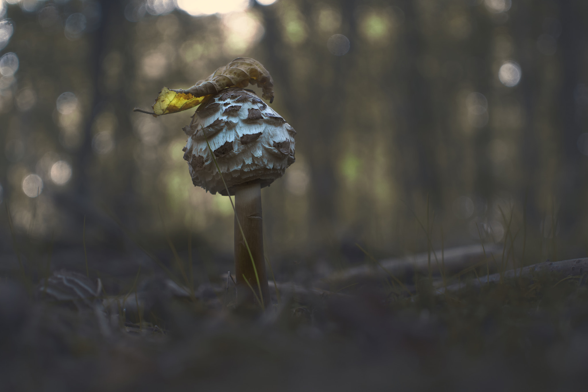 Panasonic Lumix DMC-GF6 + Sigma 30mm F2.8 DN Art sample photo. Mushroom photography