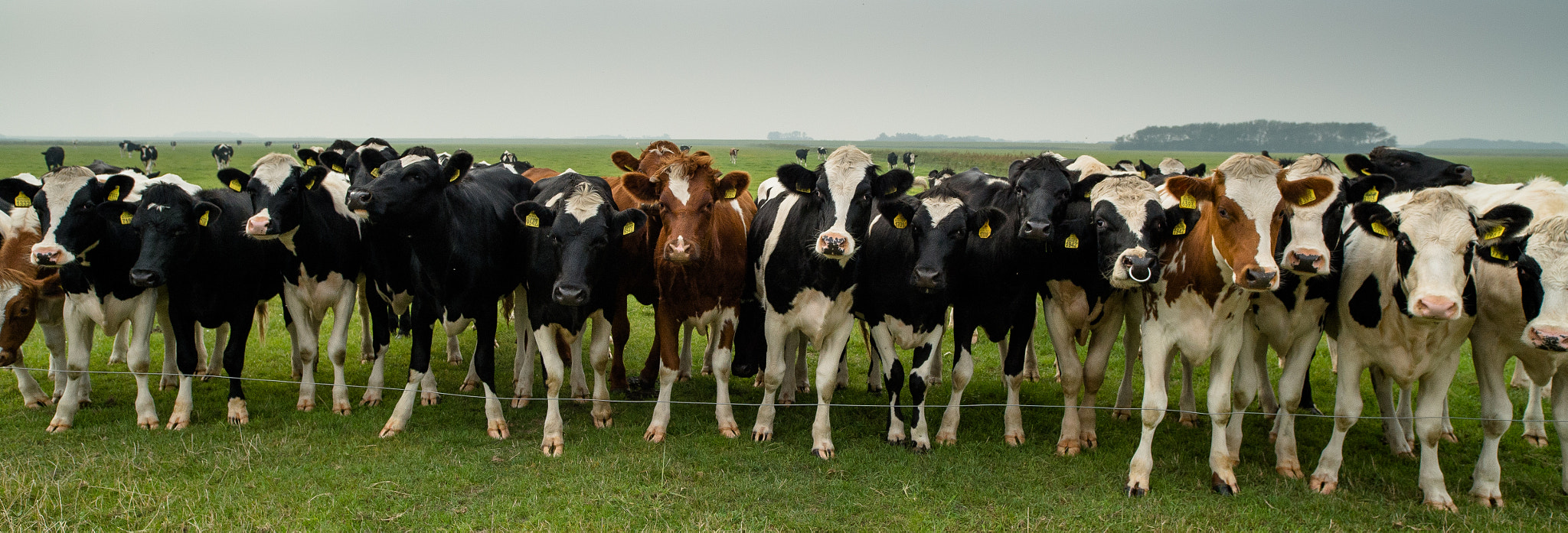 Nikon D4 sample photo. Cows photography