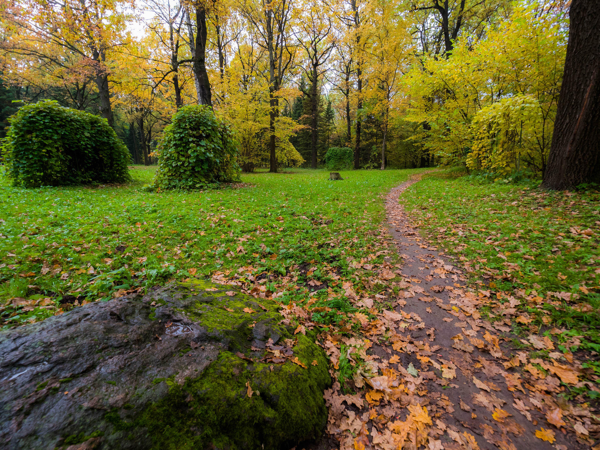 Panasonic Lumix DMC-GH4 + Olympus M.Zuiko Digital ED 7-14mm F2.8 PRO sample photo. Path in autumn forest photography