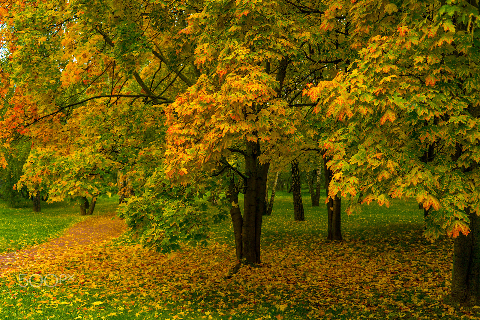 Sony a7R II sample photo. Autumn #6 photography