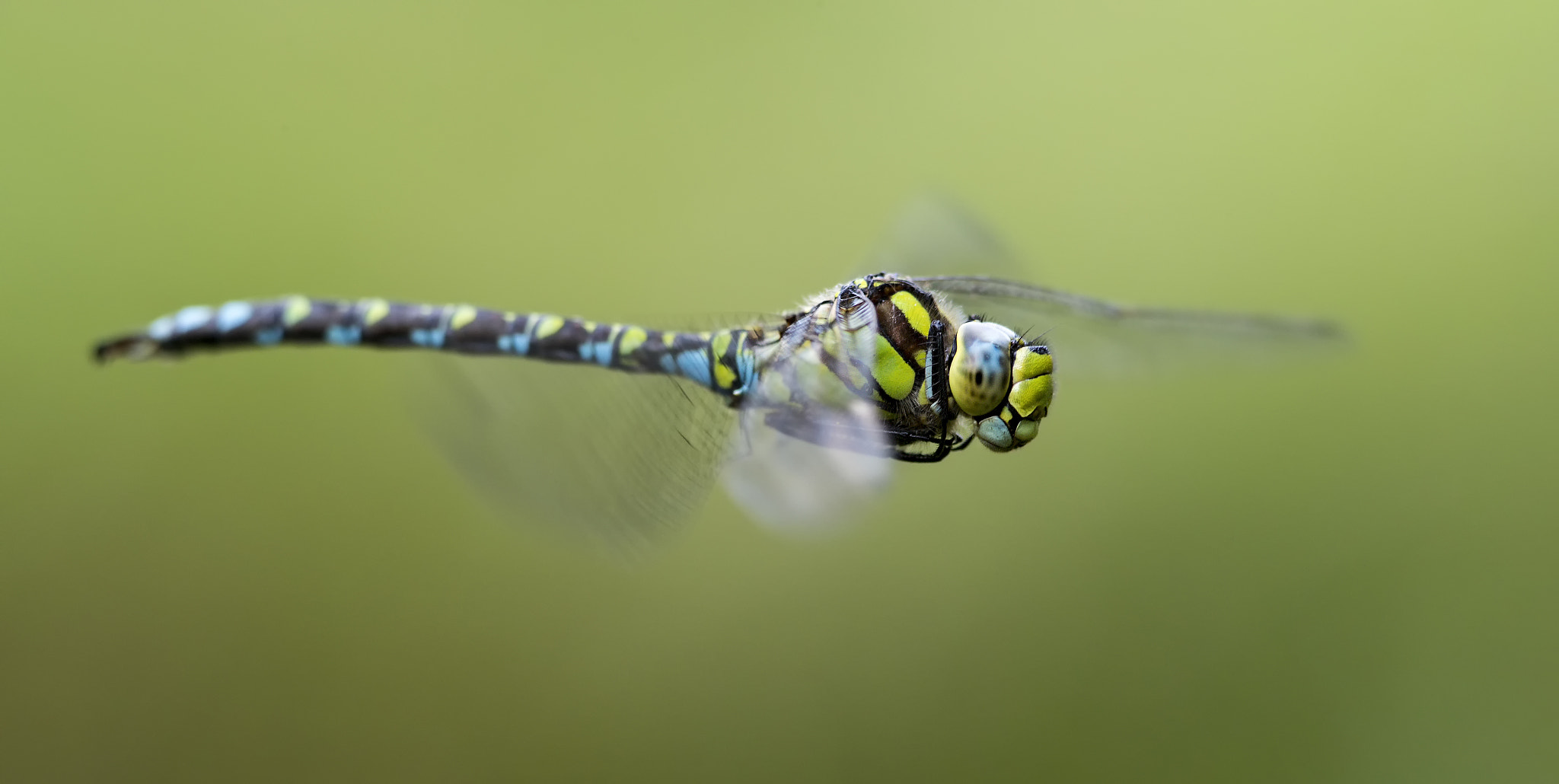 Canon EF 300mm F4L IS USM sample photo. Flight of the southern hawker # 14 photography