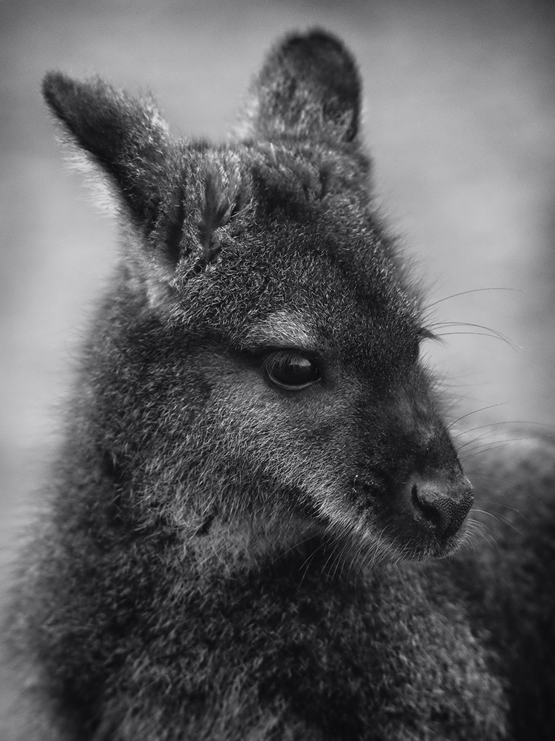 Canon EF 300mm F2.8L IS USM sample photo. Wallaby study photography
