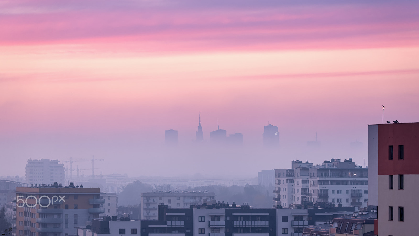 Sigma 150-600mm F5-6.3 DG OS HSM | C sample photo. Pink foggy warsaw morning photography