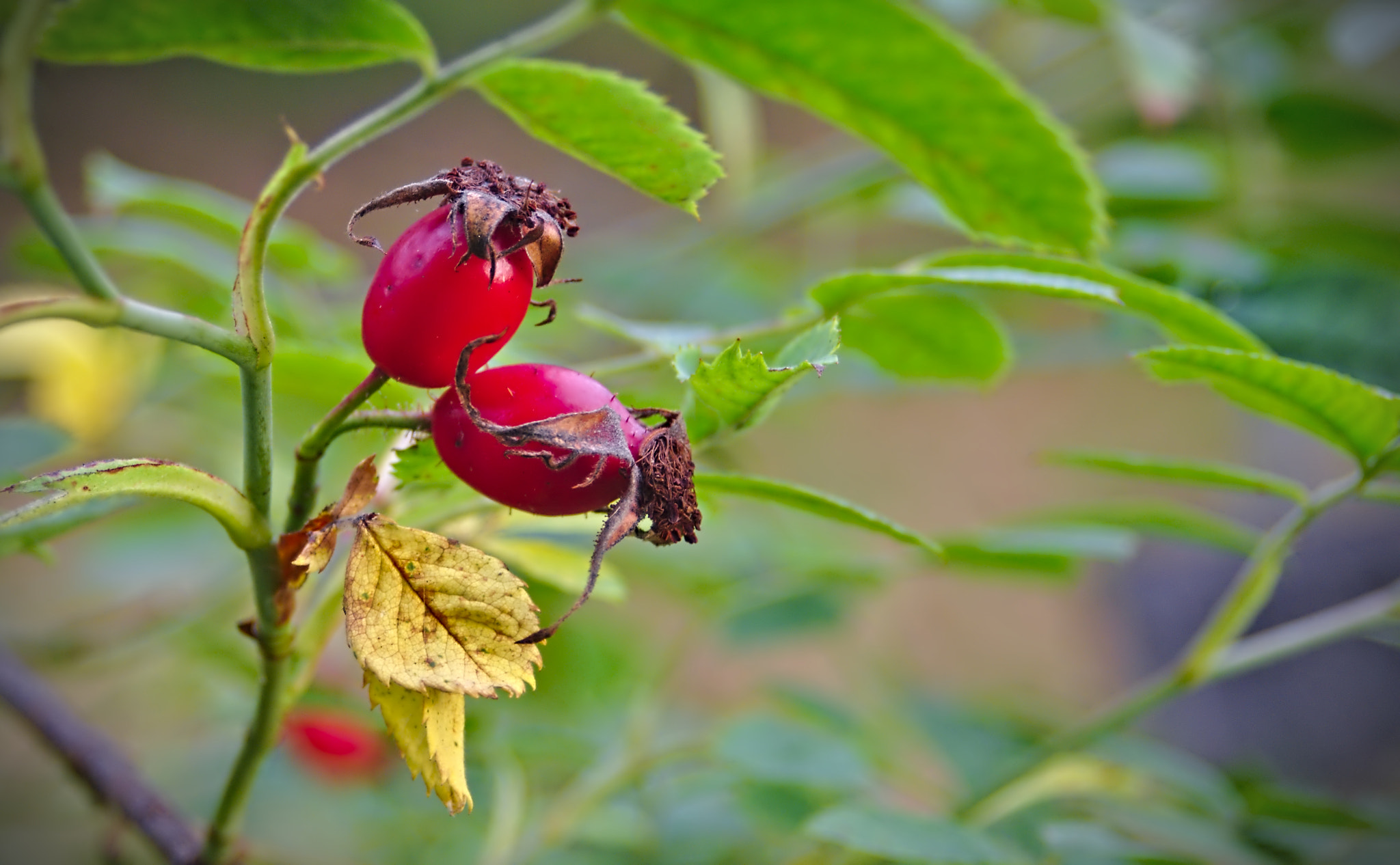 AF Zoom-Nikkor 28-80mm f/3.3-5.6G sample photo. Wild rose photography