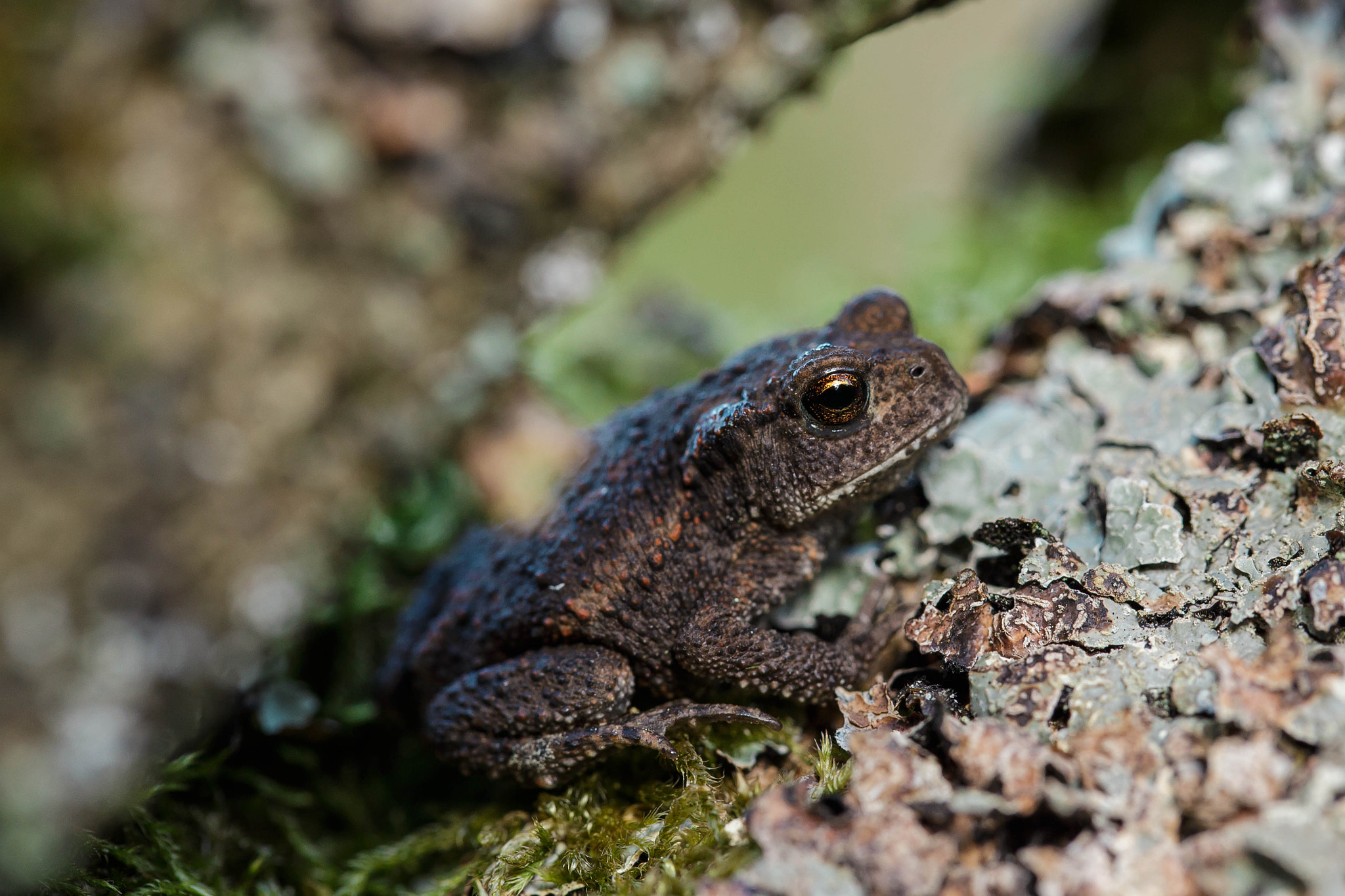 Canon EF 100mm F2.8L Macro IS USM sample photo. Rugstreeppad (bufo calamita) photography