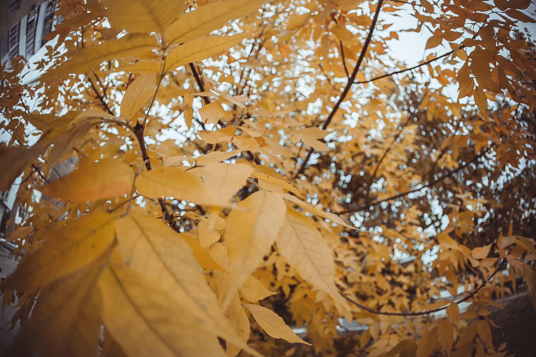 Canon EOS 5D + Canon EF 15mm F2.8 Fisheye sample photo. .. photography