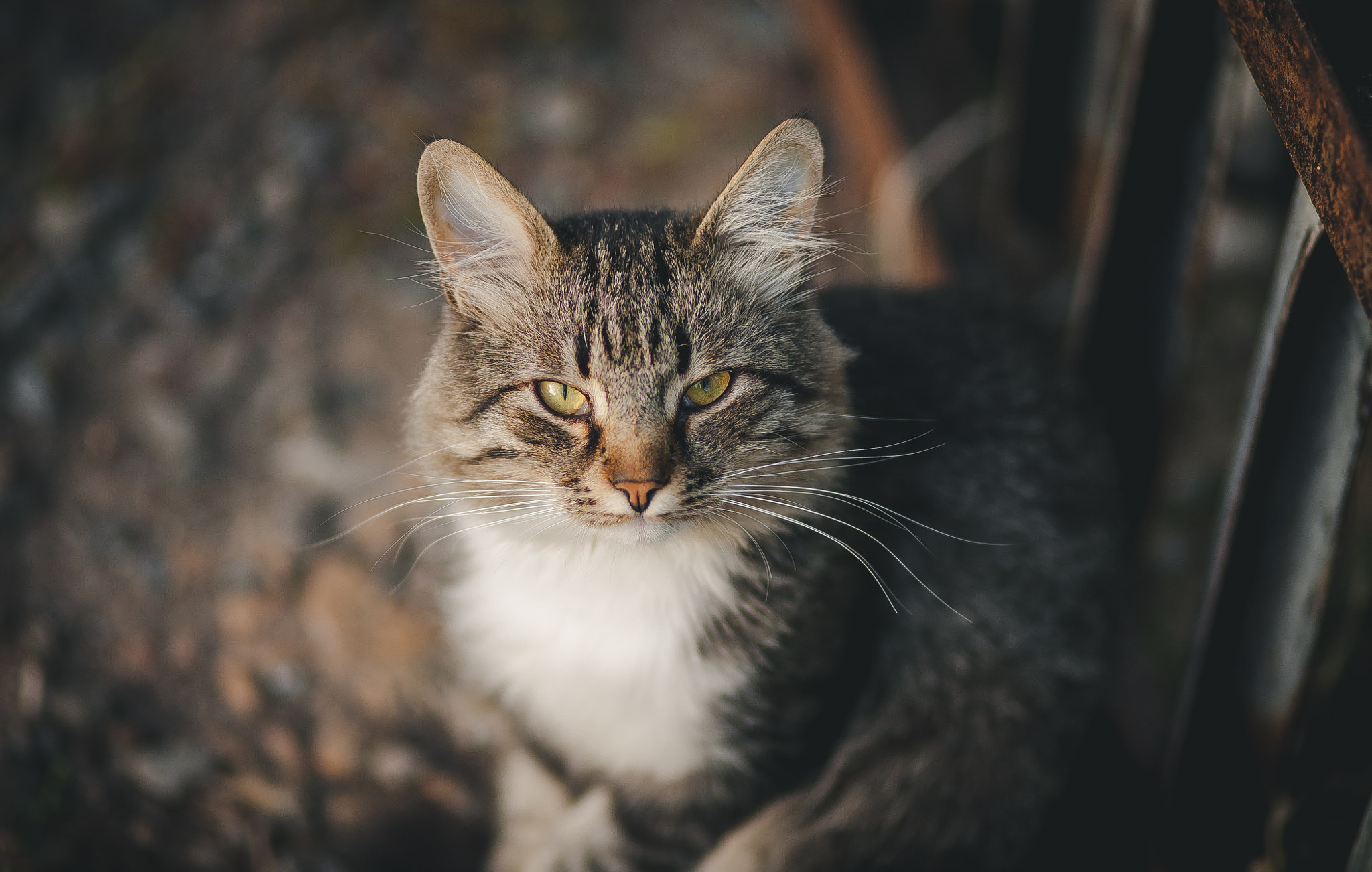 Canon EF 100mm F2.0 USM sample photo. / photography