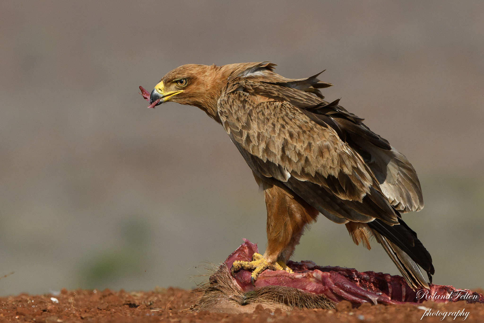 Nikon AF-S Nikkor 200-400mm F4G ED-IF VR sample photo. Hungry eagle photography