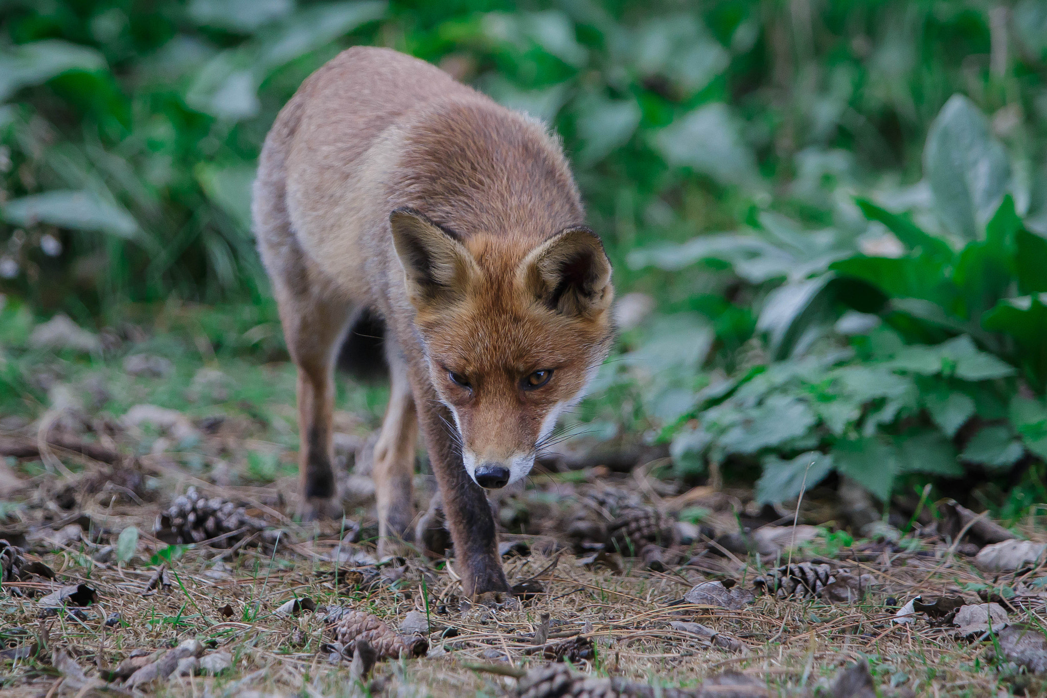 Canon EF 70-200mm F2.8L IS USM sample photo. Red fox (vulpes vulpes) photography