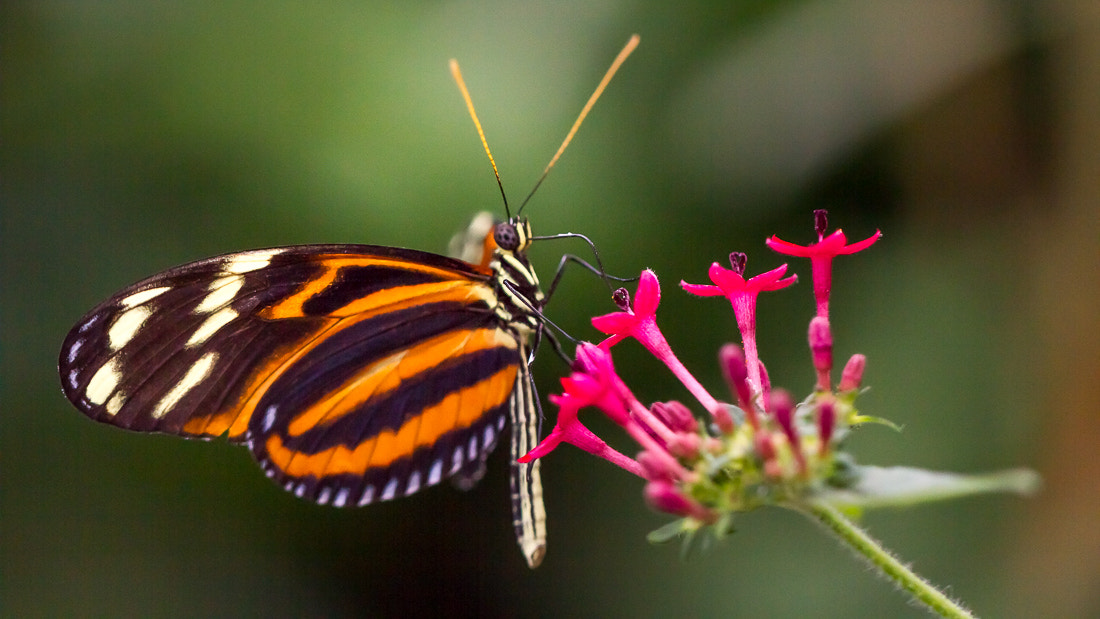 Canon EOS 7D + Canon EF 100mm F2.8L Macro IS USM sample photo. Heliconius photography