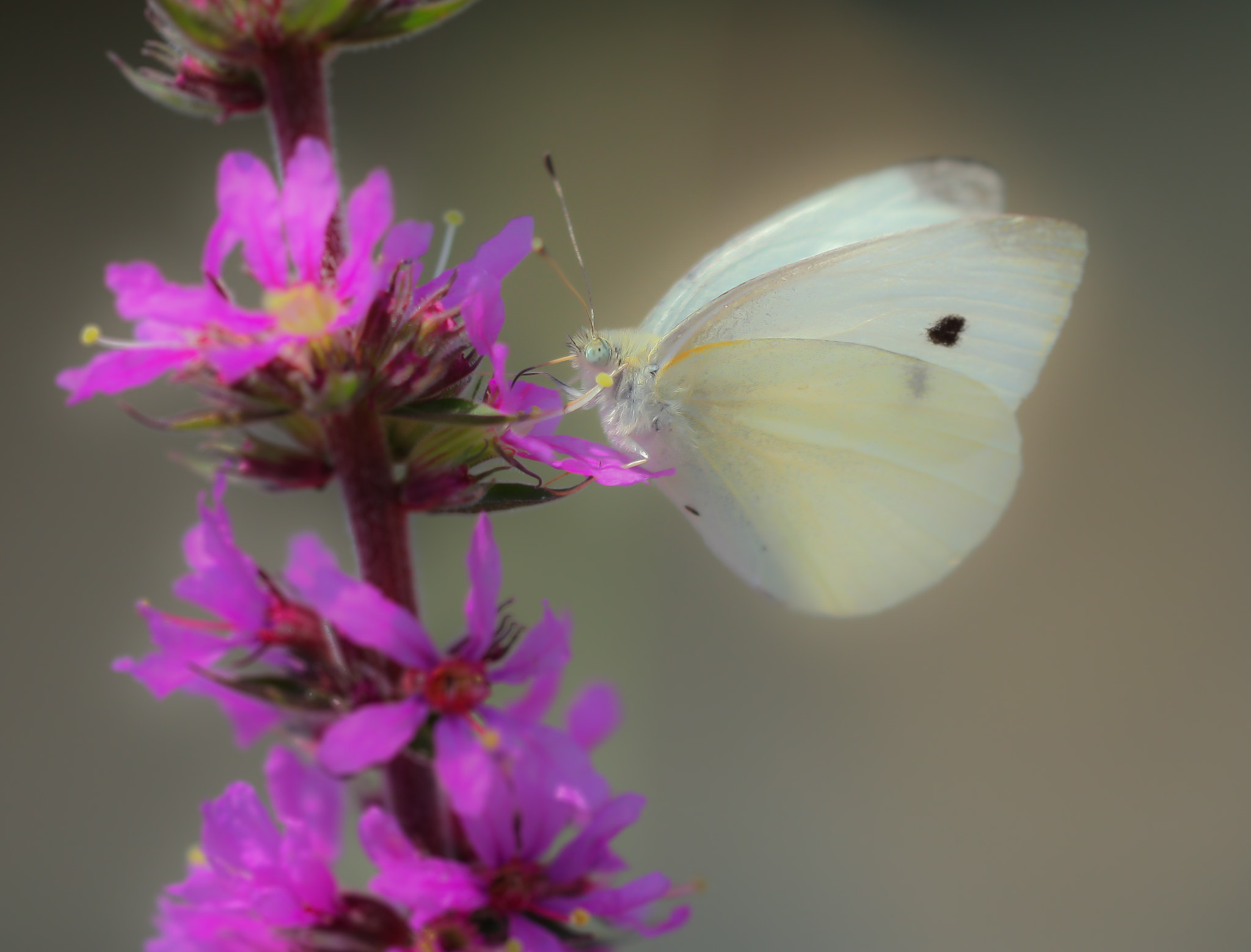 Canon EF 180mm F3.5L Macro USM sample photo. Dolce photography