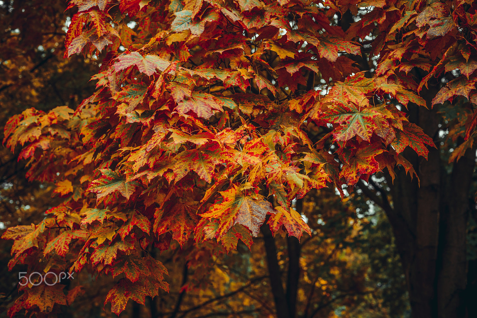 Sony a7R II + Sony 50mm F1.4 sample photo. Bloody autumn leaves photography