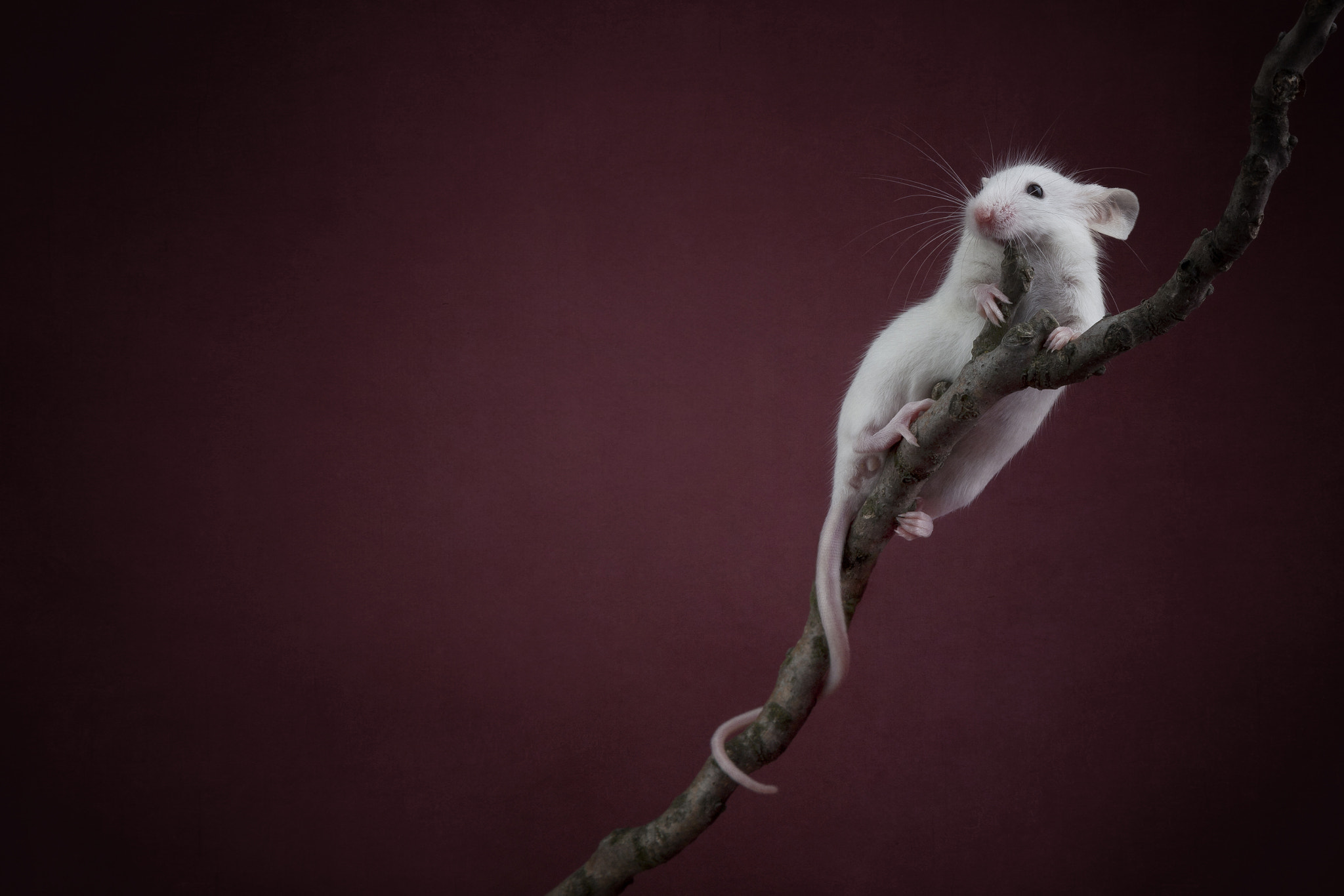 Canon EF 28-105mm f/3.5-4.5 USM sample photo. Acrobat ii photography