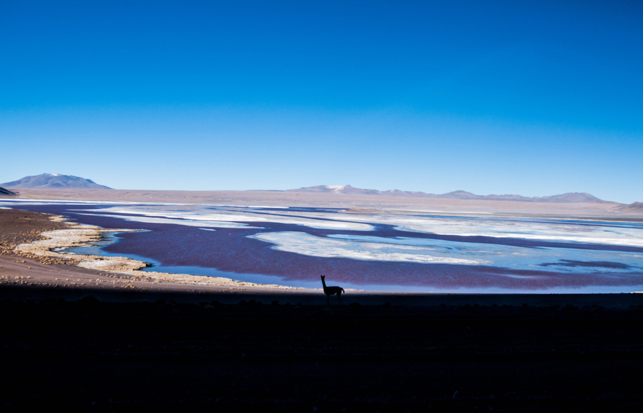 Nikon D5000 + Sigma 18-35mm F1.8 DC HSM Art sample photo. Sud lipez le lama (sur ) photography