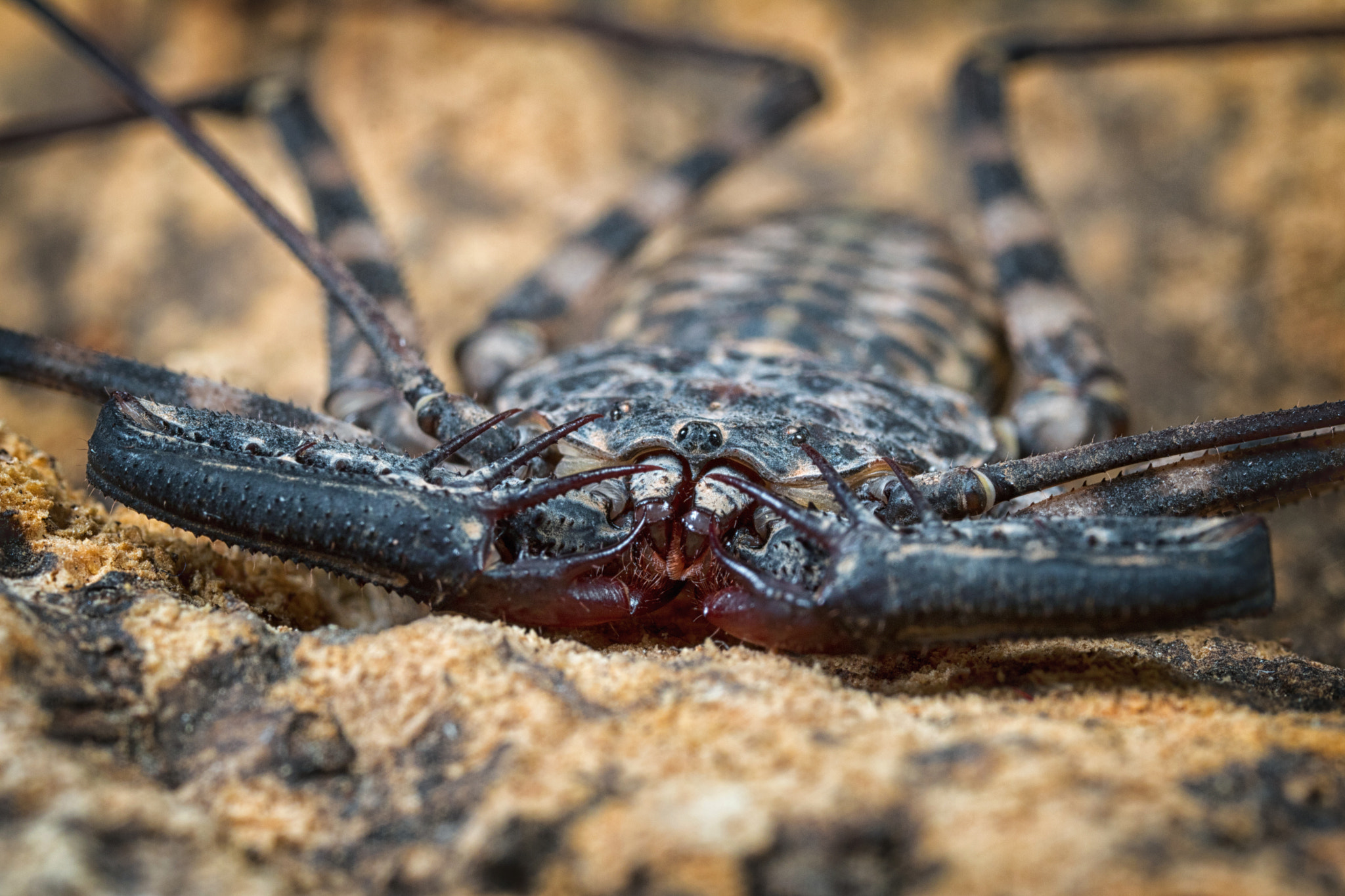 Canon MP-E 65mm F2.5 1-5x Macro Photo sample photo. Predator photography