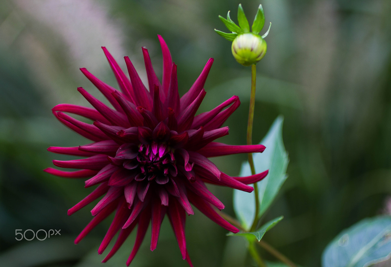 Canon EF 50mm F2.5 Macro sample photo. Flowers photography