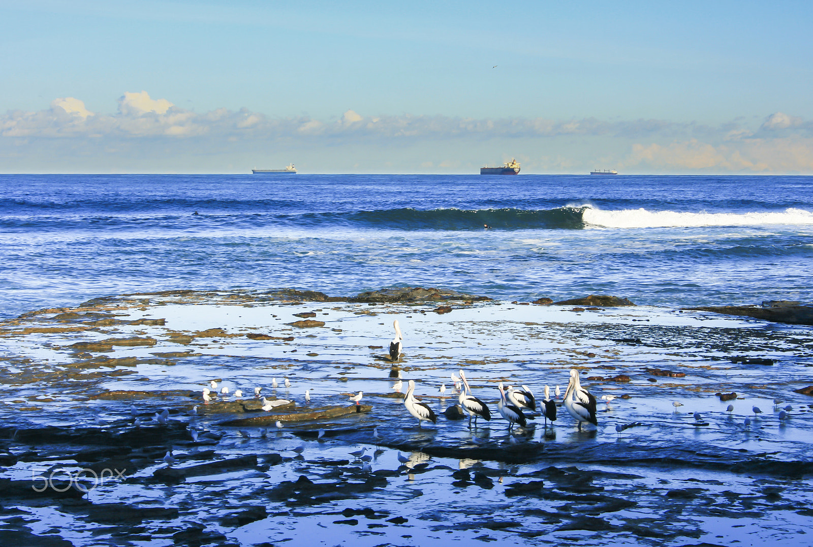 Canon EF-S 18-55mm f/3.5-5.6 USM sample photo. Sea and bird photography