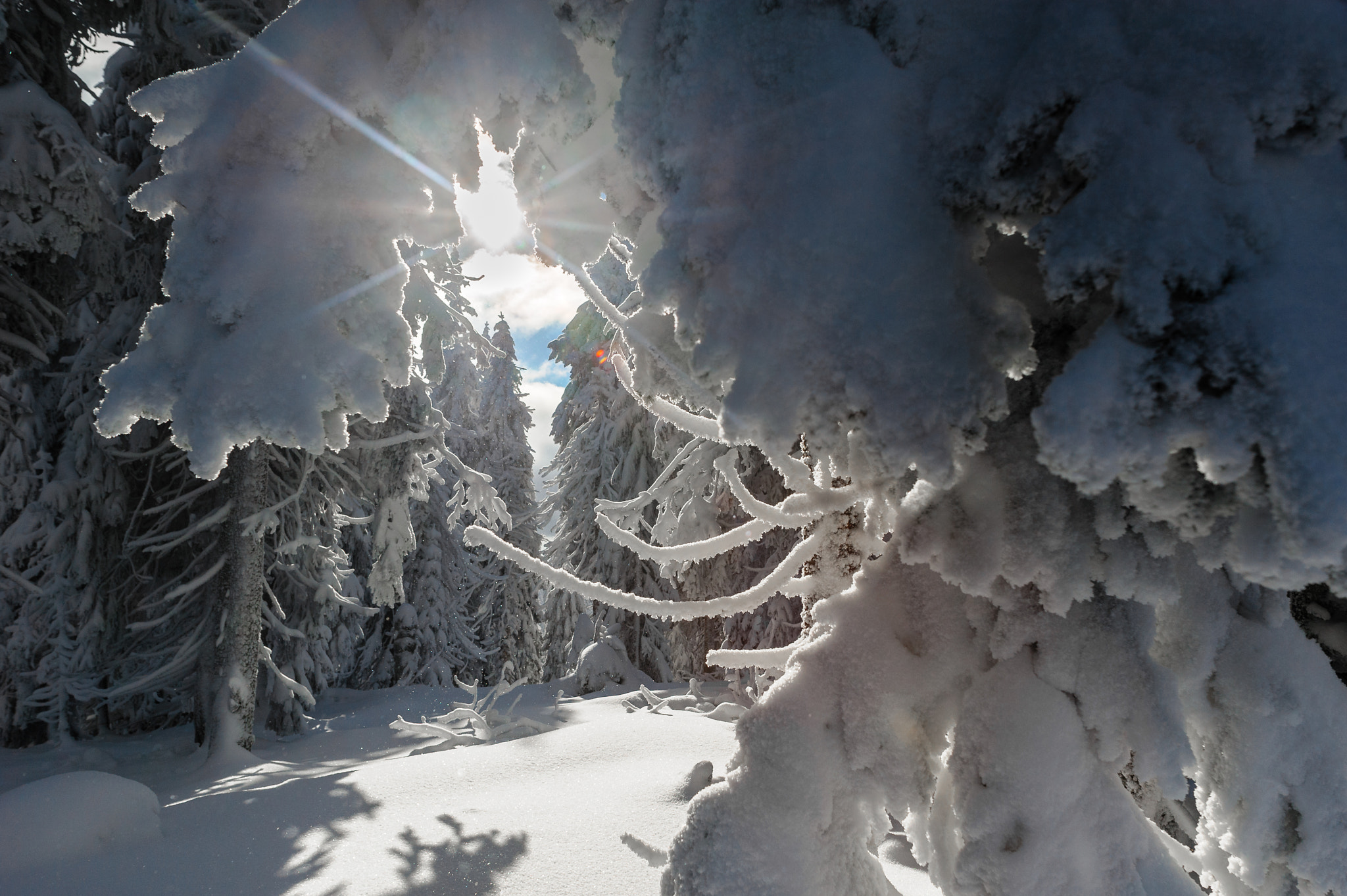 Nikon D700 sample photo. Snowy winter in poland. photography