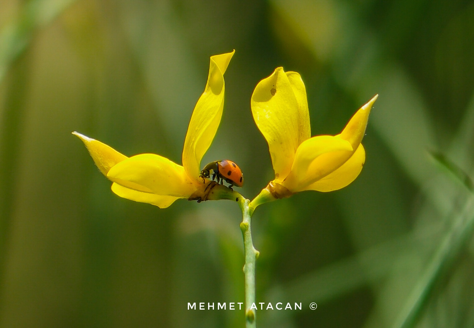 Samsung NX1 + NX 60mm F2.8 Macro sample photo. Ladybug  photography