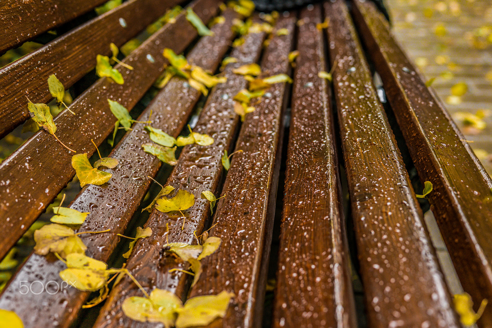 Sony a7R II + Sony 50mm F1.4 sample photo. A wet bench photography