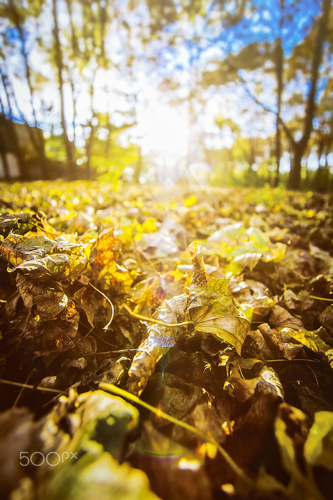 Canon EOS 5D + Sigma 15-30mm f/3.5-4.5 EX DG Aspherical sample photo. Осенняя зарисовка-2 photography