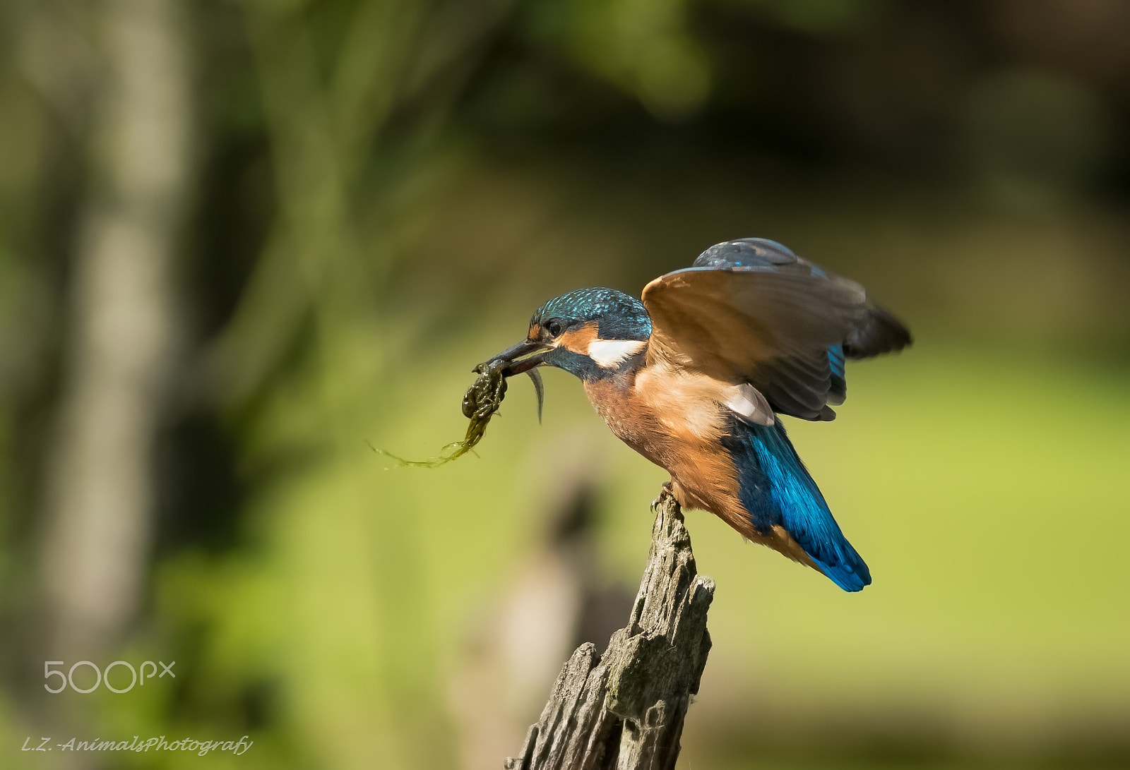 Canon EOS 760D (EOS Rebel T6s / EOS 8000D) + Canon EF 400mm F5.6L USM sample photo. Ledňáček řiční photography