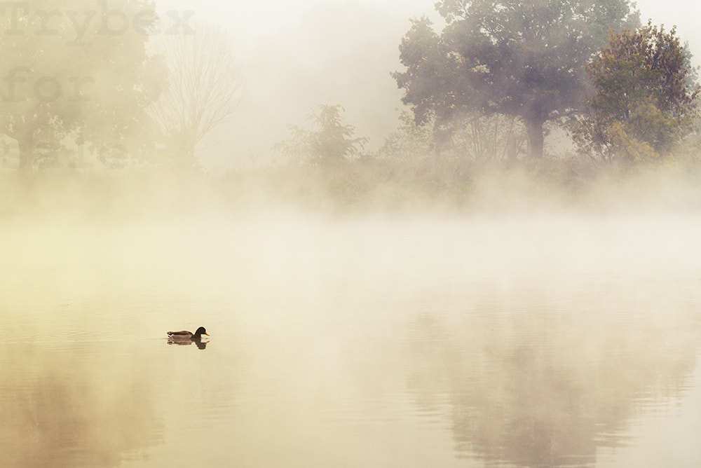 Sigma 70-200mm F2.8 EX DG Macro HSM II sample photo. Duck in a mystic morning light photography
