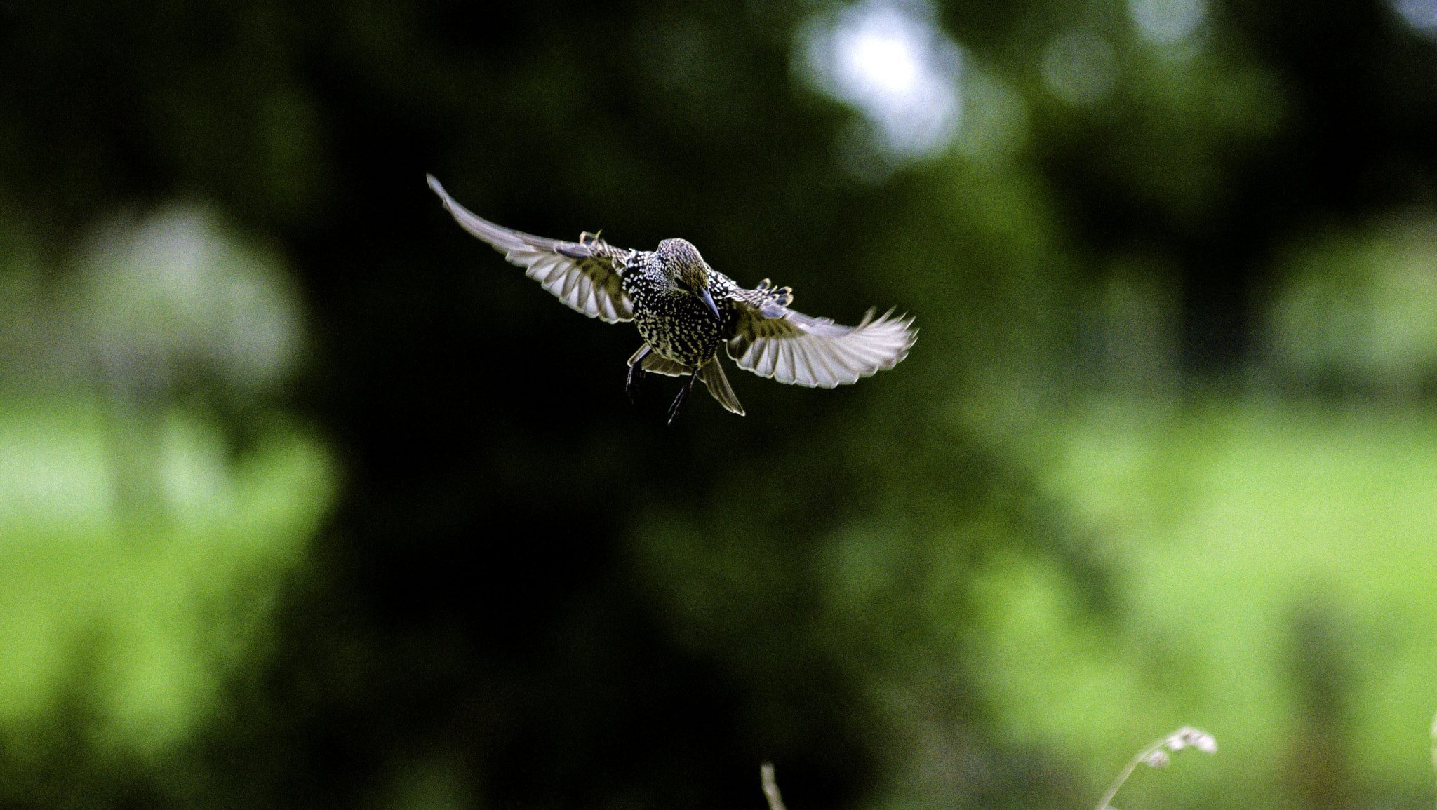 AF Zoom-Nikkor 80-200mm f/2.8 ED sample photo. Final approach  photography