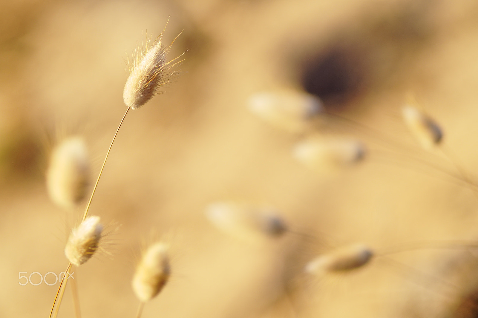 Pentax K-S1 sample photo. Lagurus ovatus sweet strands photography