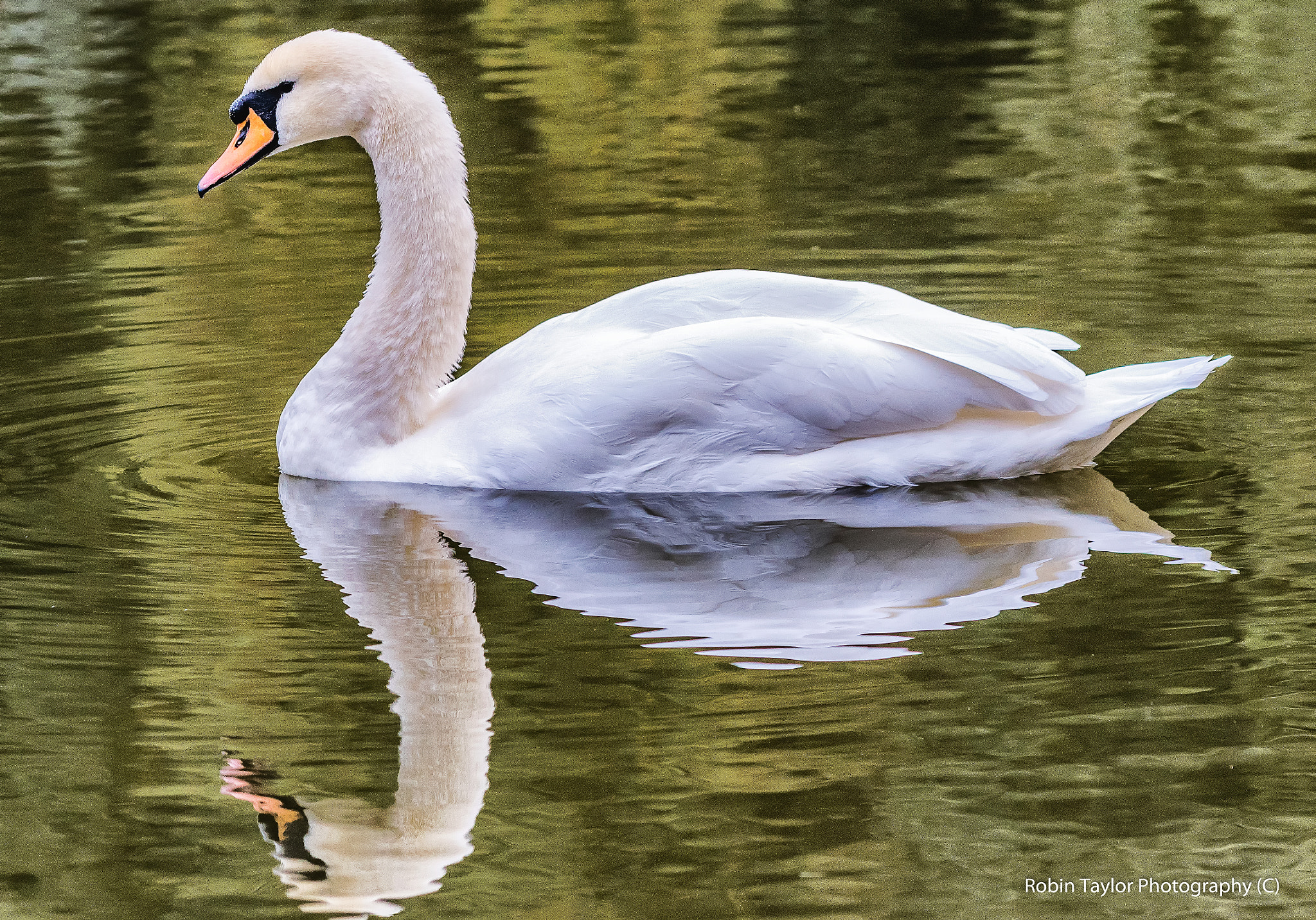 Pentax K-S1 sample photo. Silksworth swan  photography