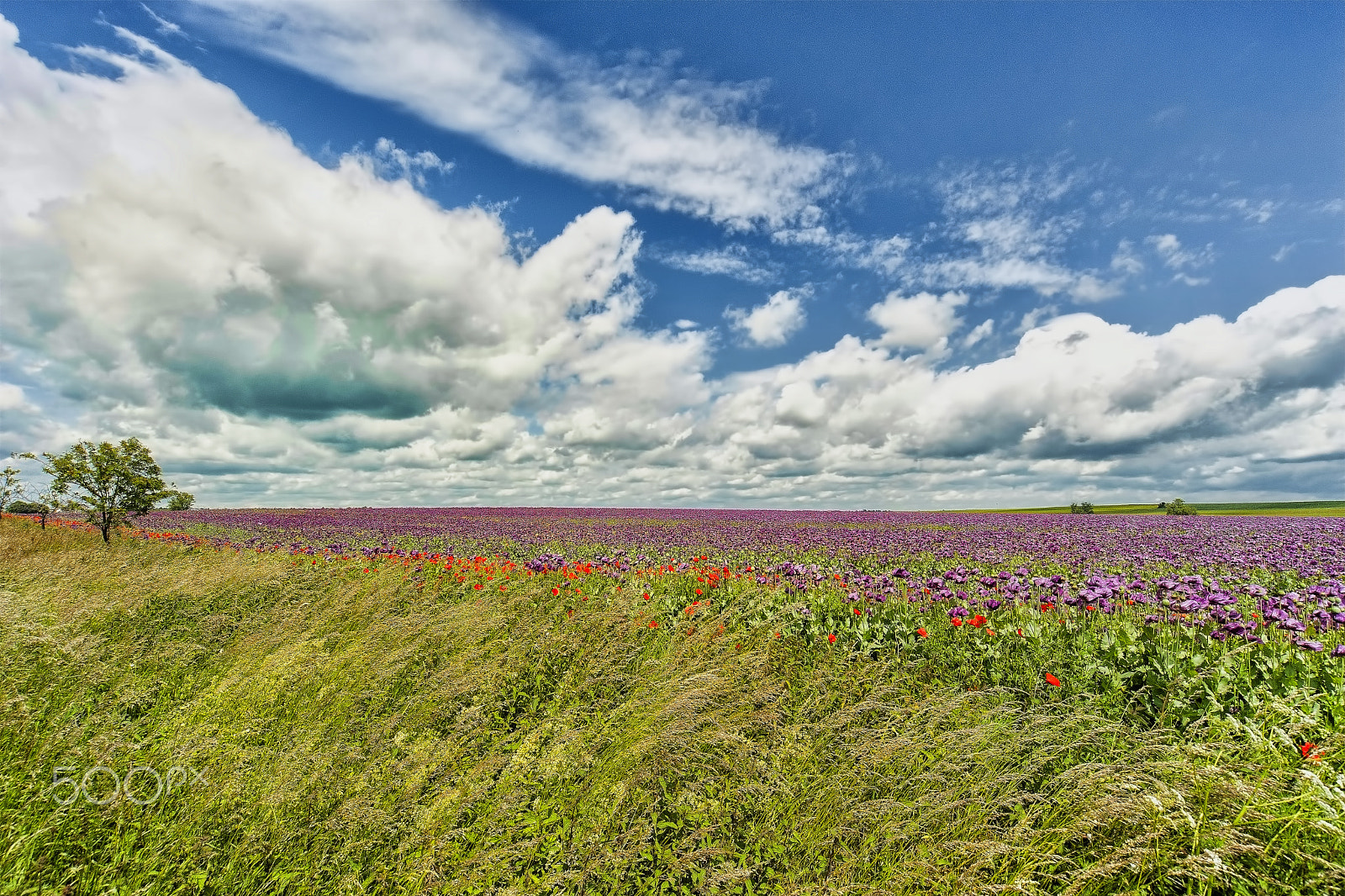 Nikon D700 + Sigma 12-24mm F4.5-5.6 EX DG Aspherical HSM sample photo. Afyon tarlası (opium field)... photography