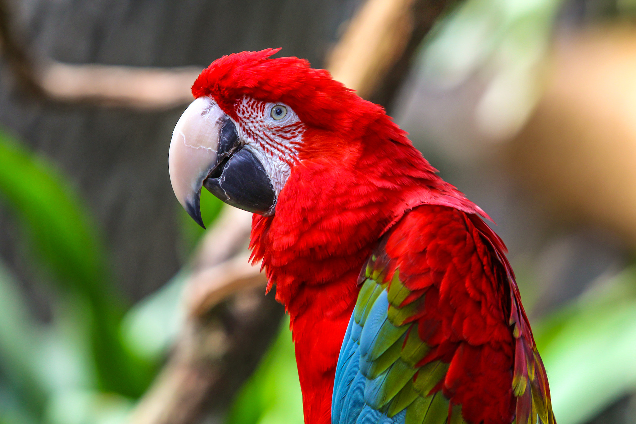 Canon EF 70-200mm F2.8L USM sample photo. Red and green macaw parrot with vibrant colors photography
