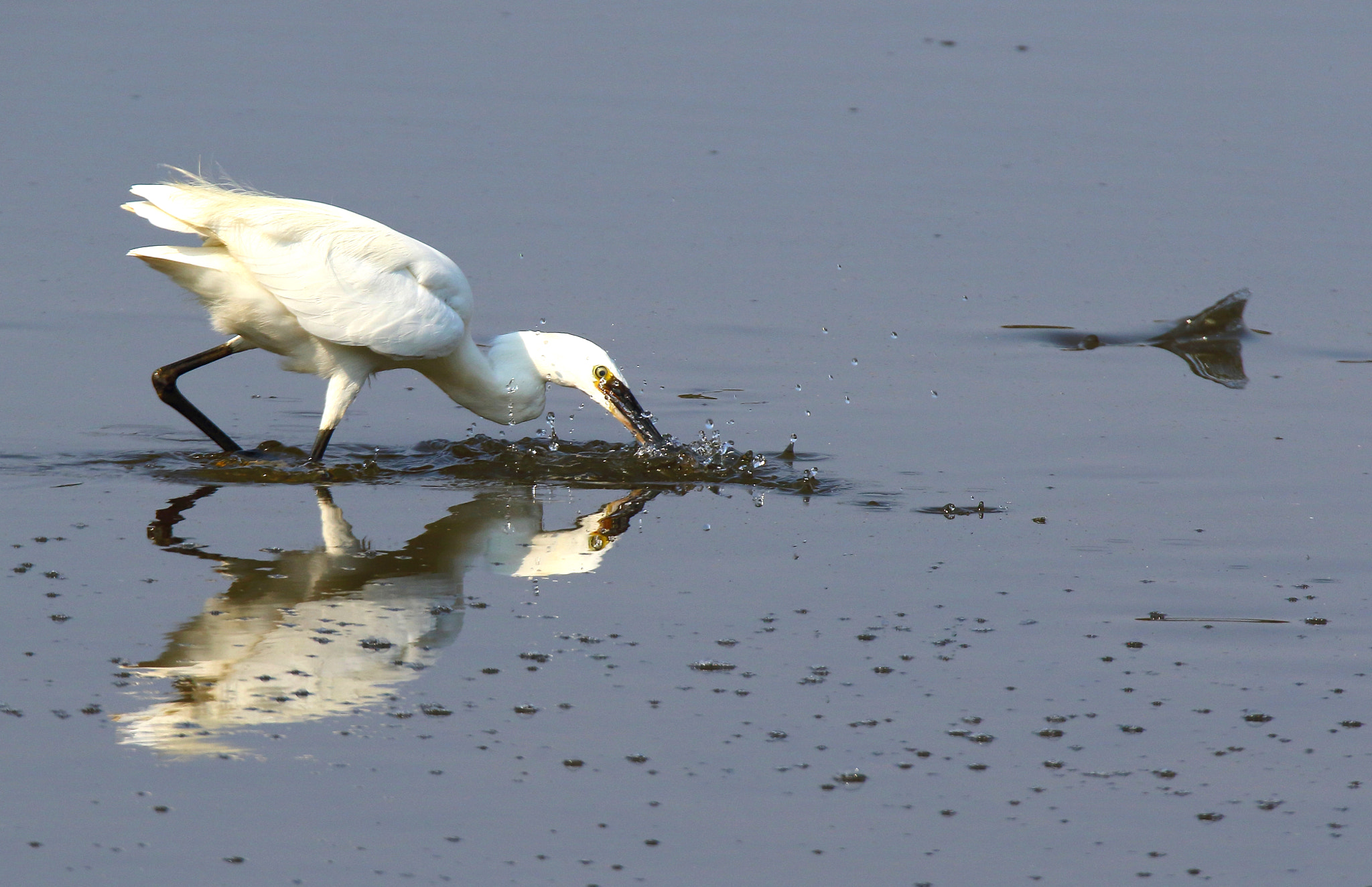 Canon EOS 7D Mark II + Sigma 150-600mm F5-6.3 DG OS HSM | S sample photo. Little egret photography