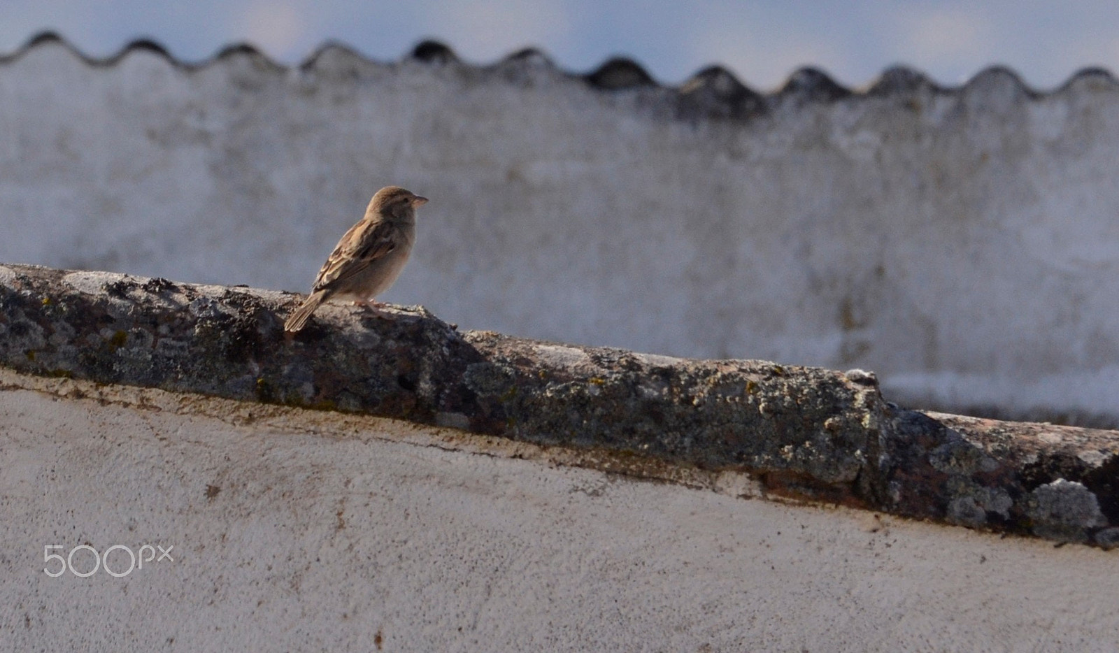 Sigma 120-400mm F4.5-5.6 DG OS HSM sample photo. Gorrión común (passer domesticus) photography