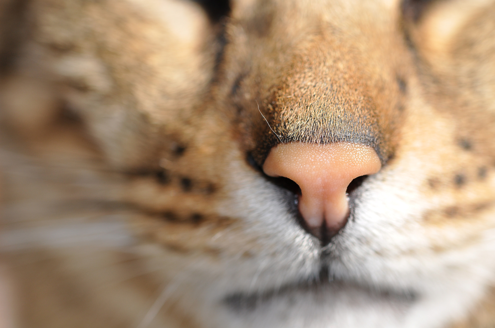 Nikon AF-S Micro-Nikkor 60mm F2.8G ED sample photo. Ipo my boy photography