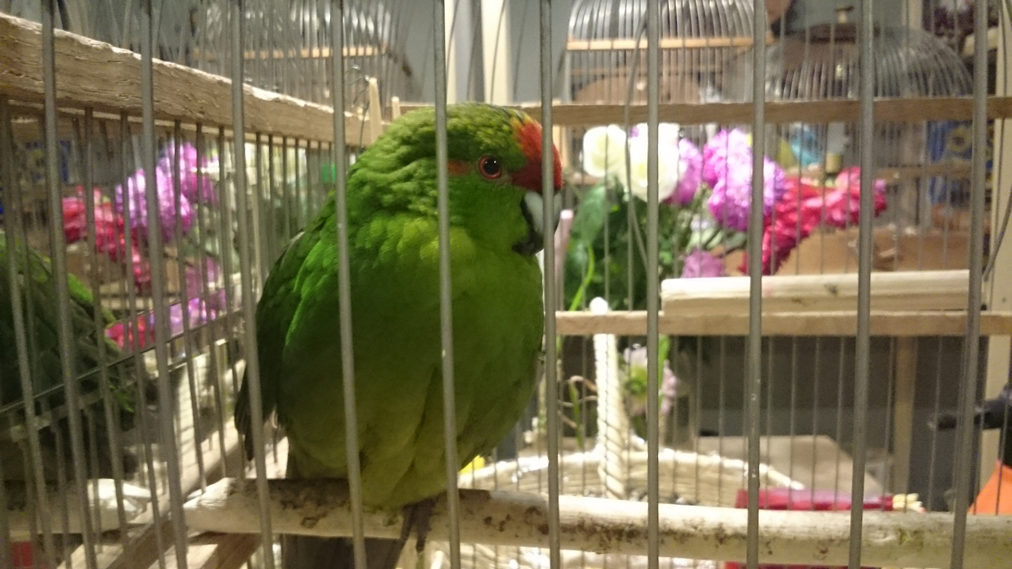 Sony Xperia Z Ultra sample photo. The boss' bird)) photography