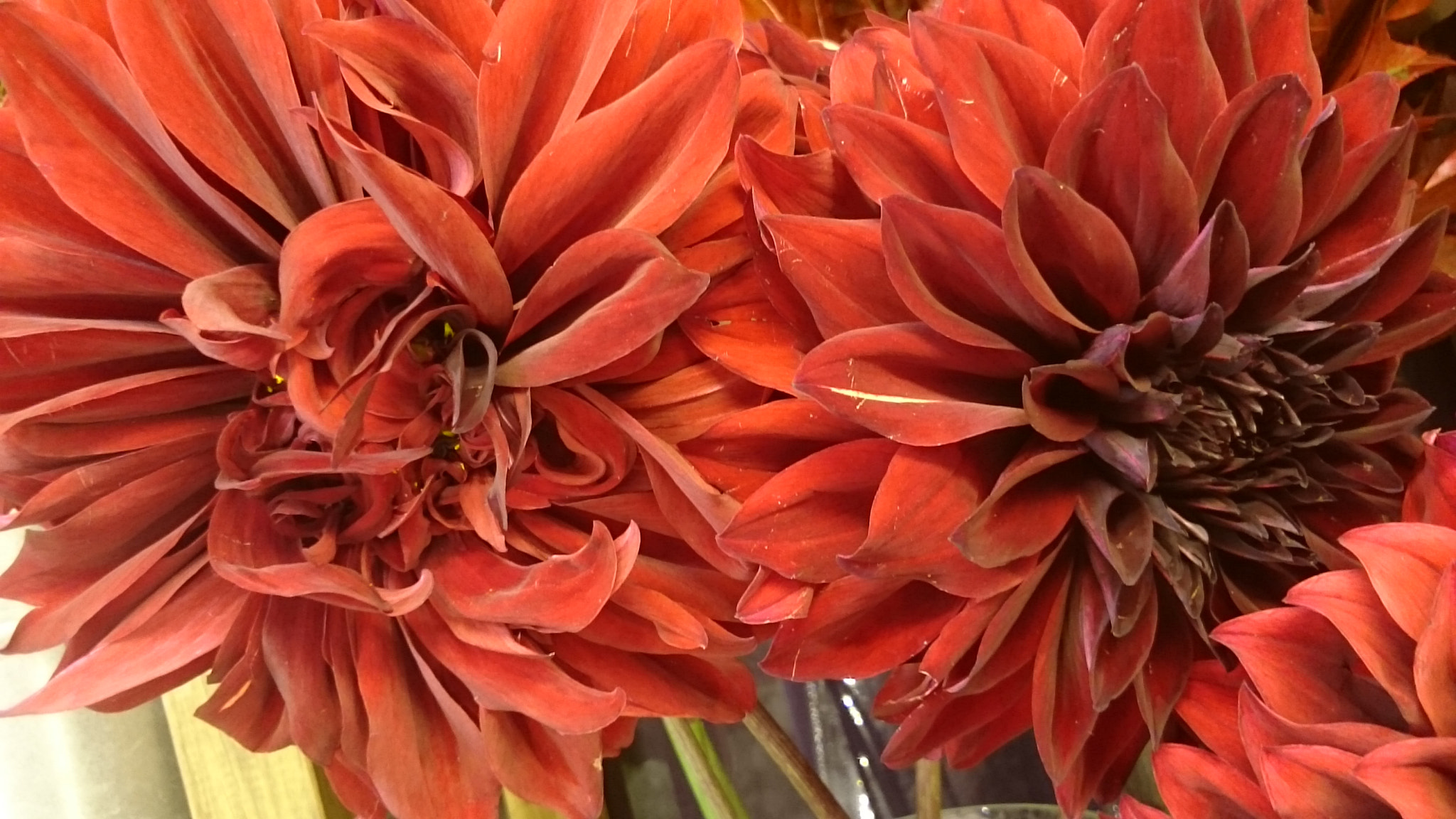 Sony Xperia Z Ultra sample photo