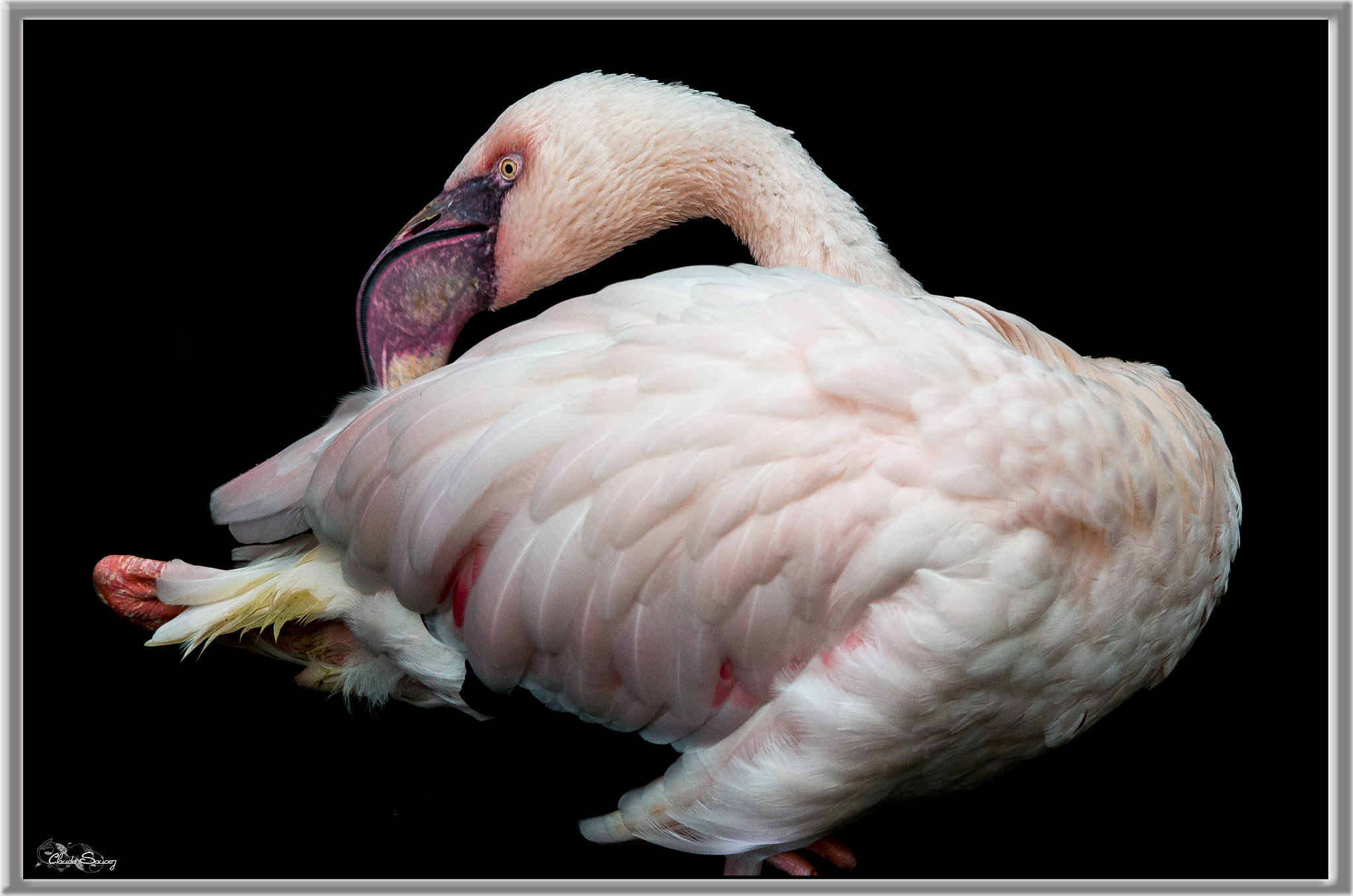 Sigma 120-400mm F4.5-5.6 DG OS HSM sample photo. Flamant nain photography