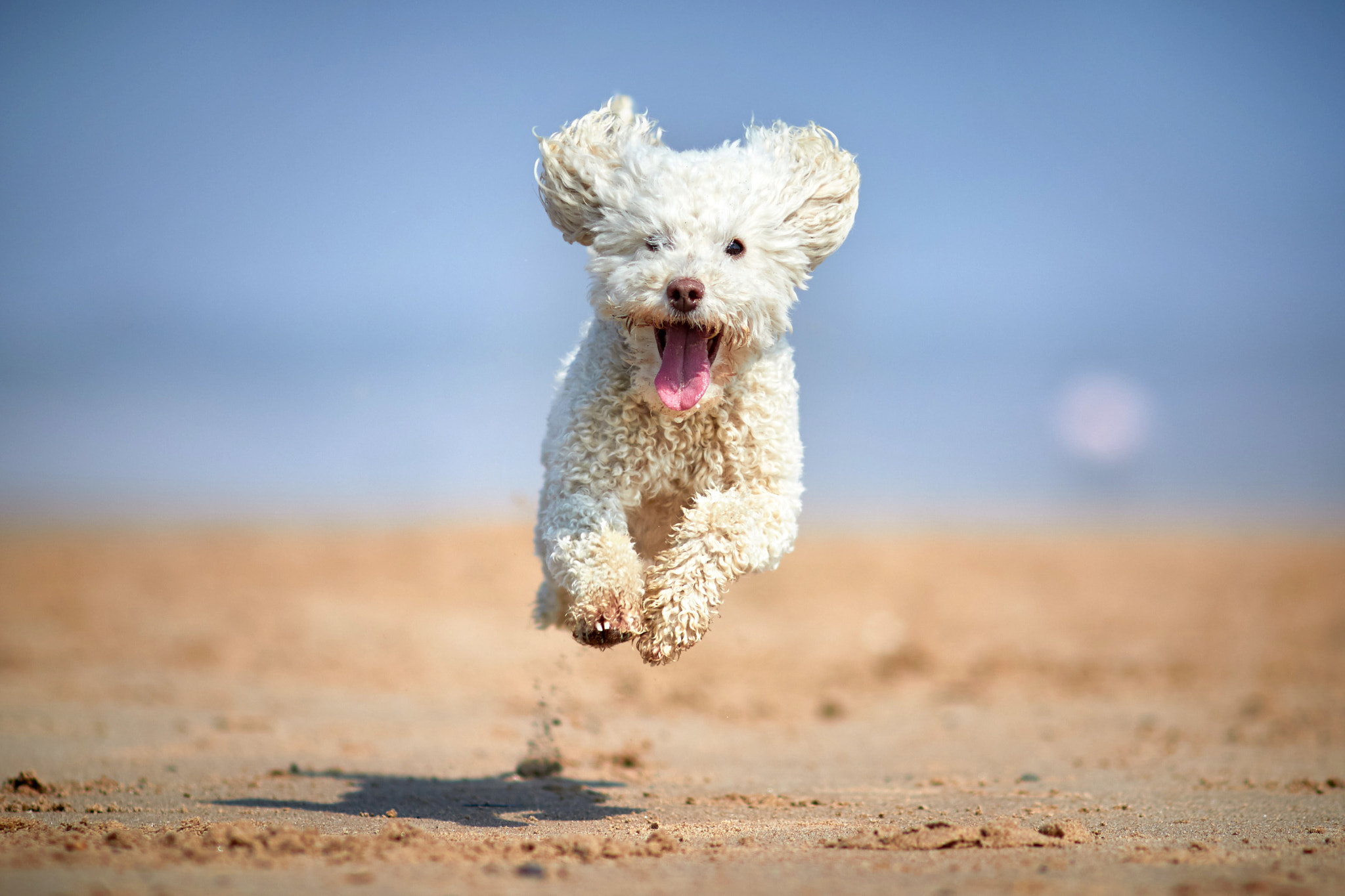 Canon EOS 7D Mark II + Canon EF 135mm F2L USM sample photo. Ted - whitley bay photography