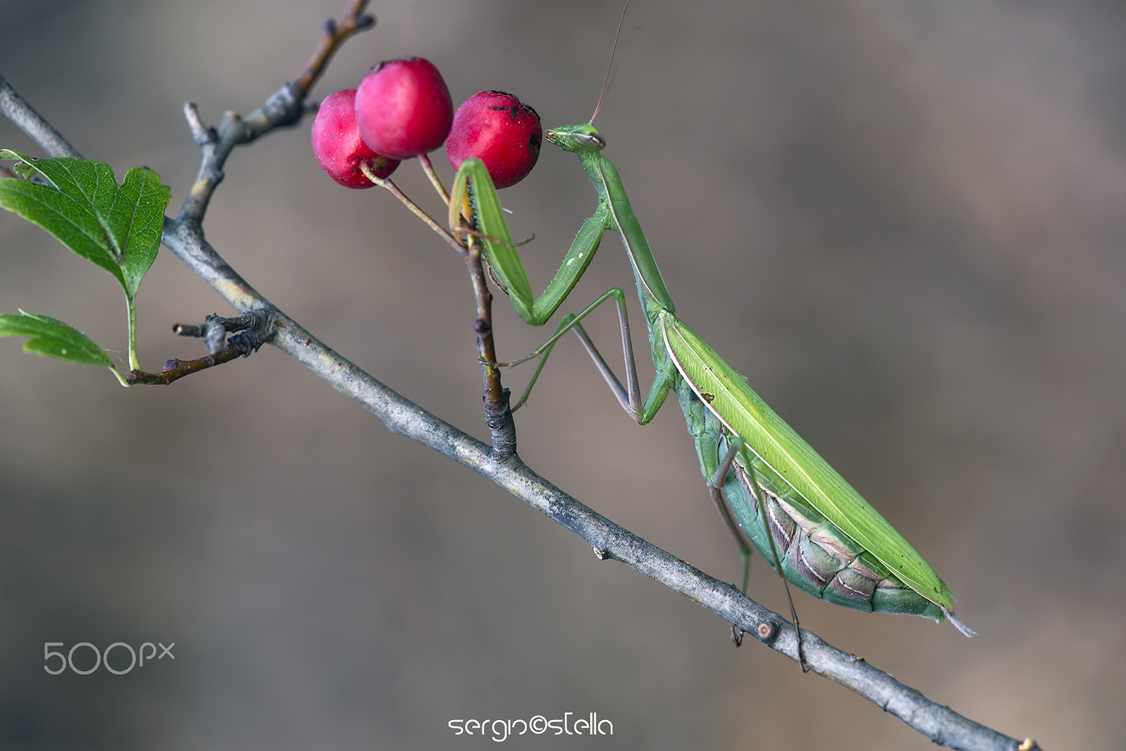 Sigma 150mm F2.8 EX DG Macro HSM sample photo. Mantis pregnant____ photography