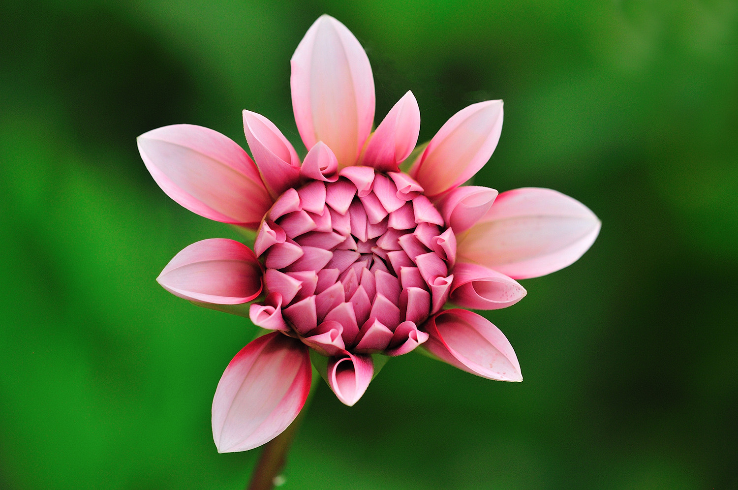 Sigma 150mm F2.8 EX DG Macro HSM sample photo. Cute photography