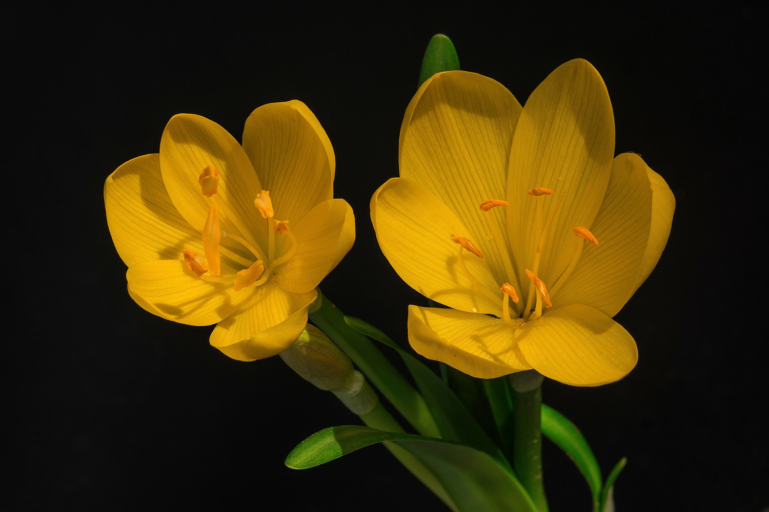 Nikon D7200 sample photo. Two yellow flower photography