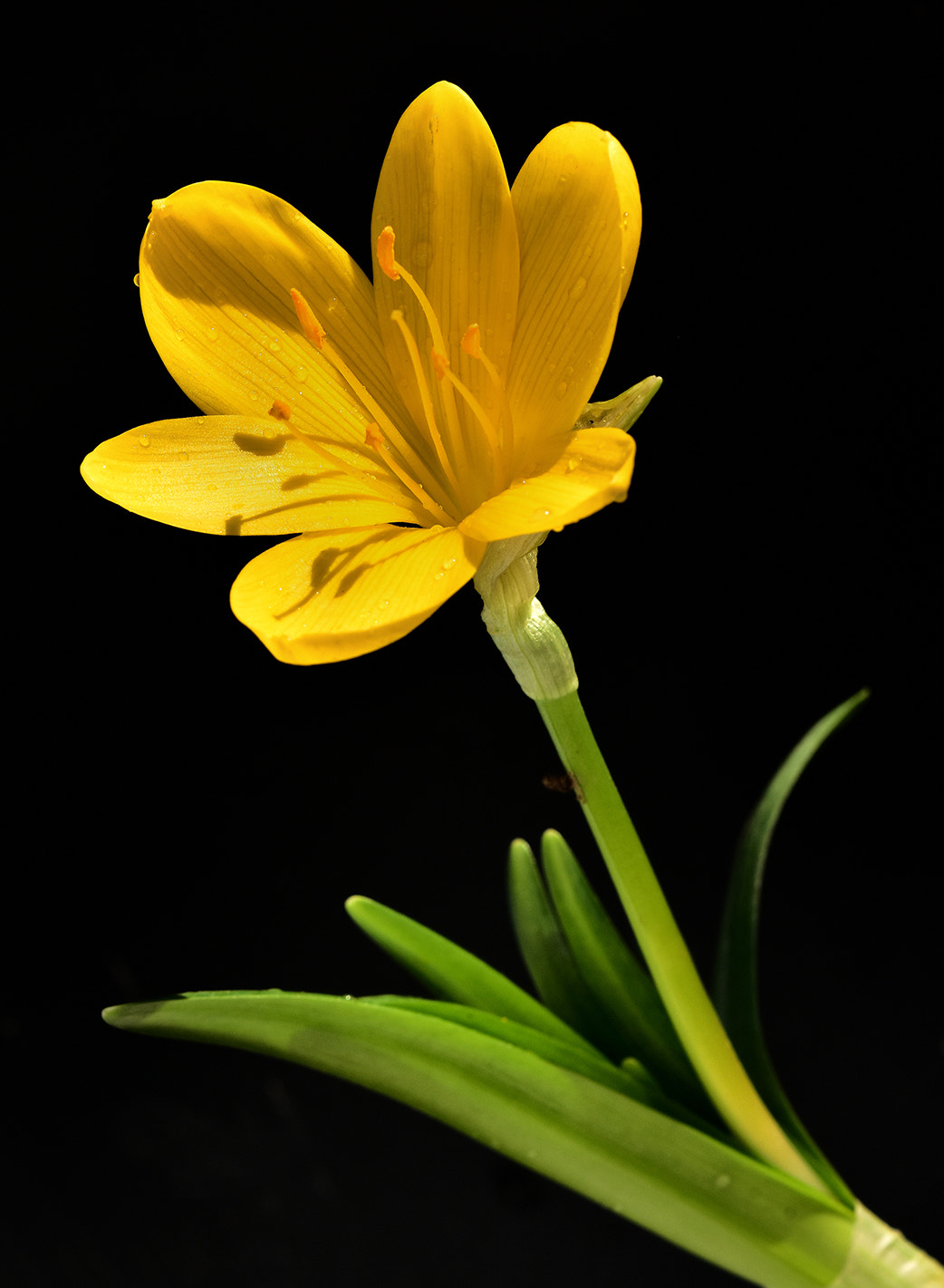 Sigma 150mm F2.8 EX DG Macro HSM sample photo. Yellow photography