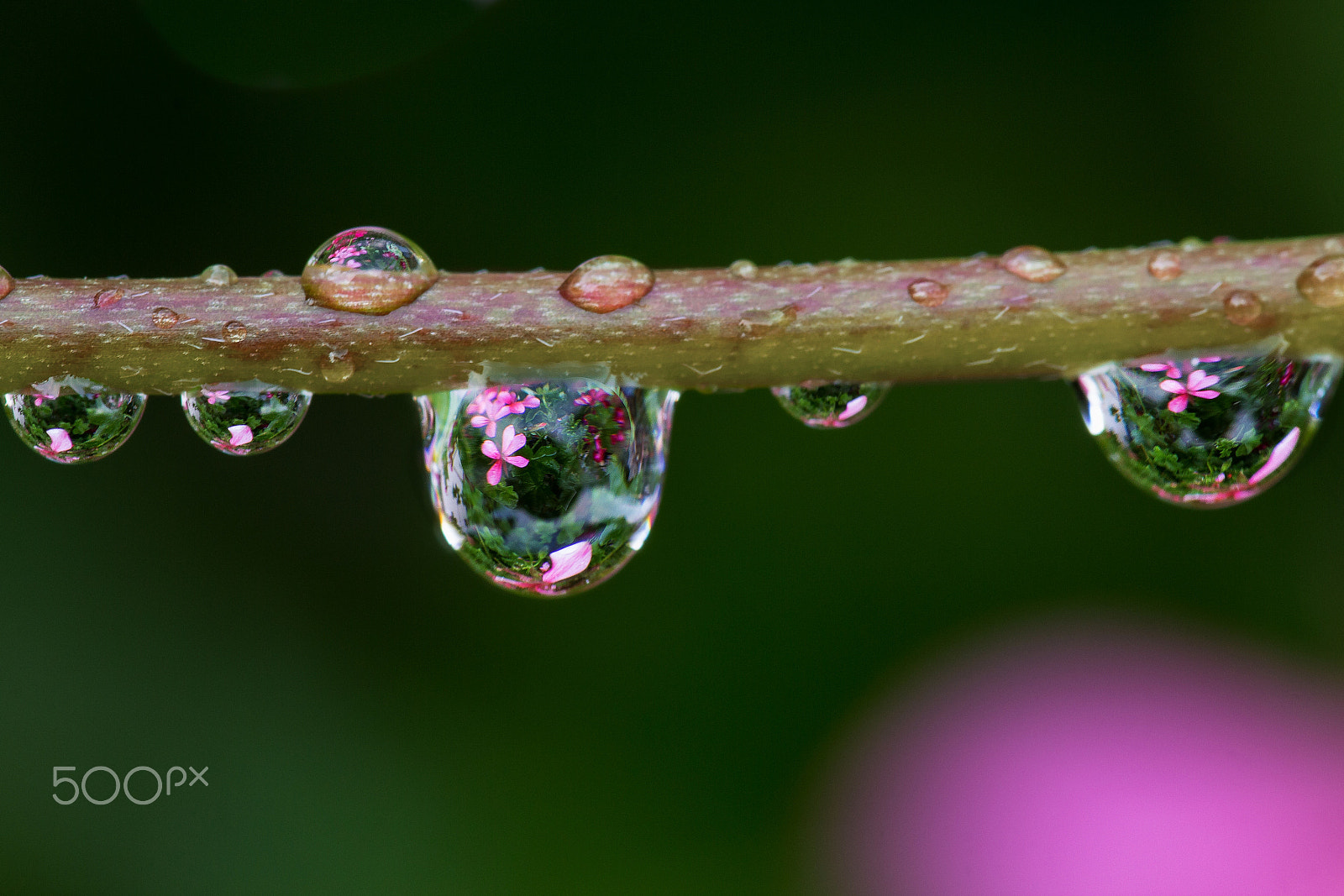 Sigma 105mm F2.8 EX DG OS HSM sample photo. After rain ... photography