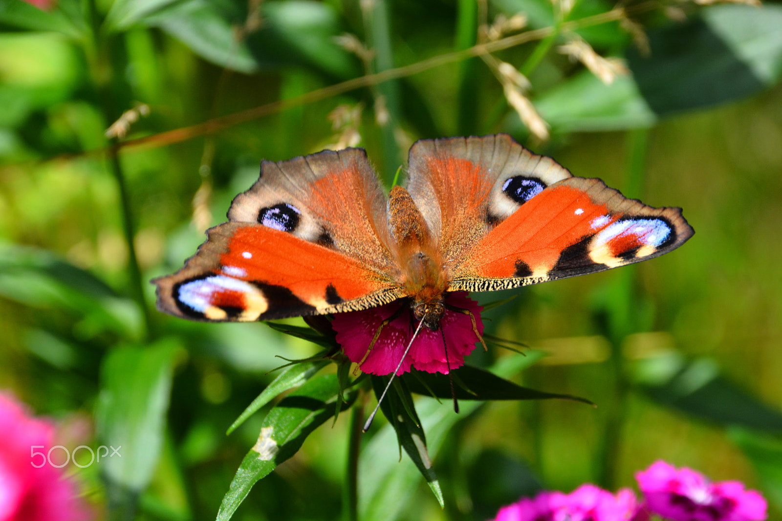 Sigma 18-250mm F3.5-6.3 DC Macro OS HSM sample photo. Peacock photography