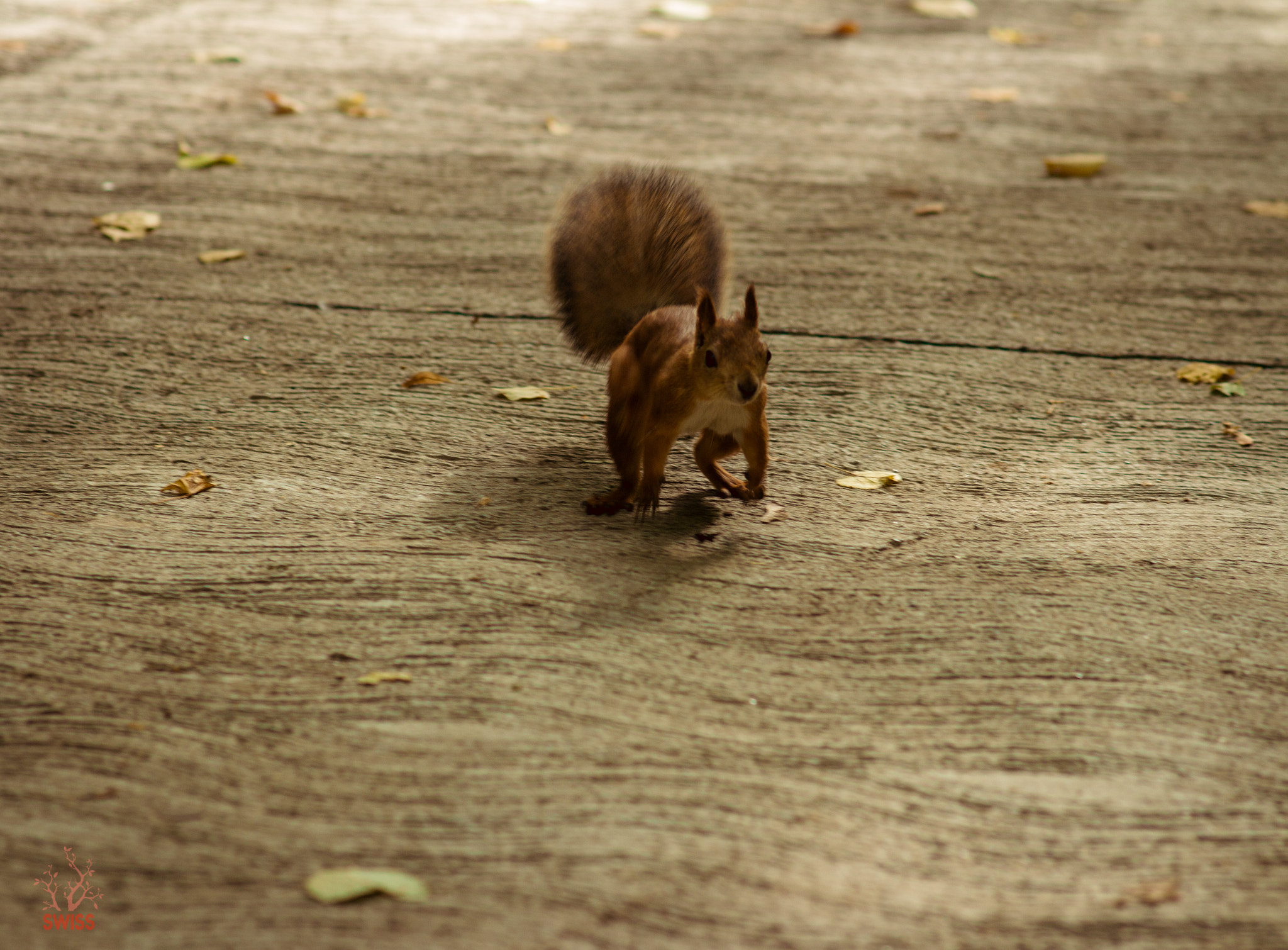 Canon EF 28-80mm f/3.5-5.6 sample photo. Sakhelo photography