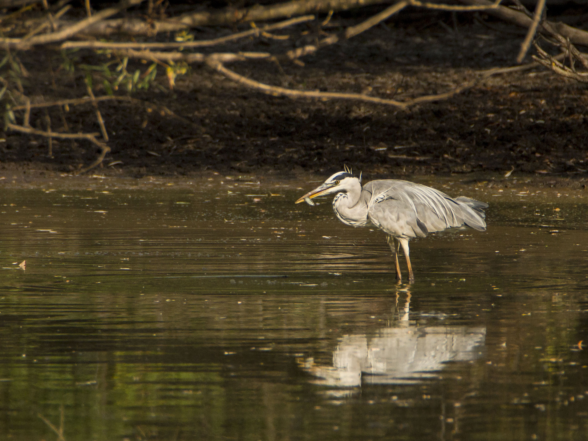 Tamron SP 150-600mm F5-6.3 Di VC USD sample photo. Grey heron photography