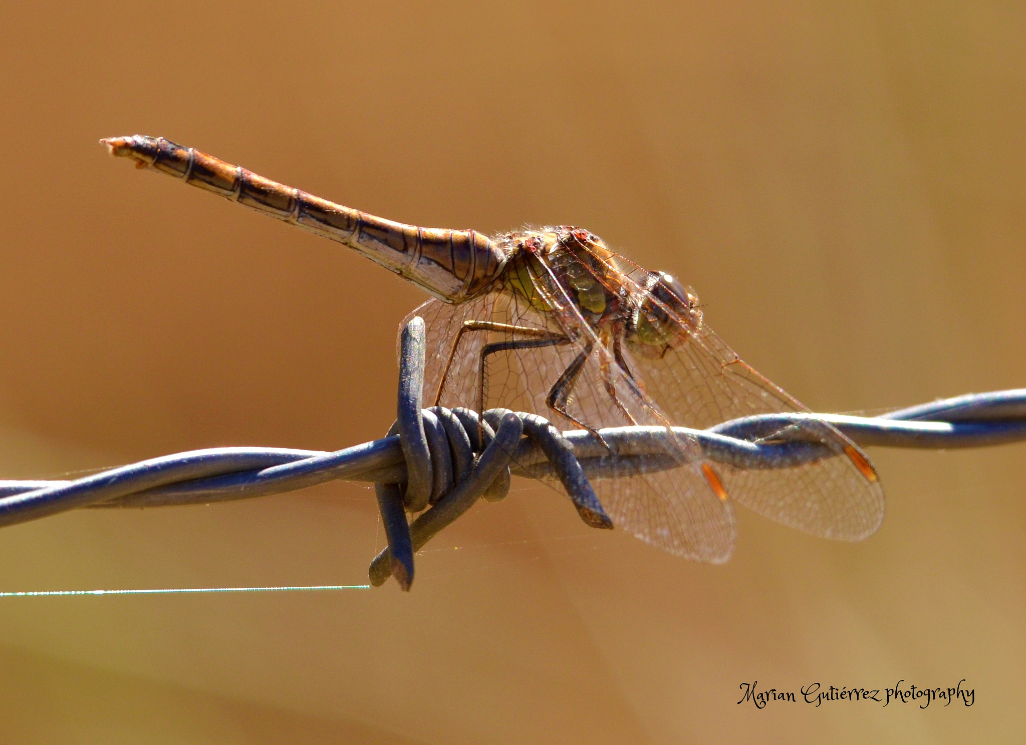 Sigma 120-400mm F4.5-5.6 DG OS HSM sample photo. Libélula photography