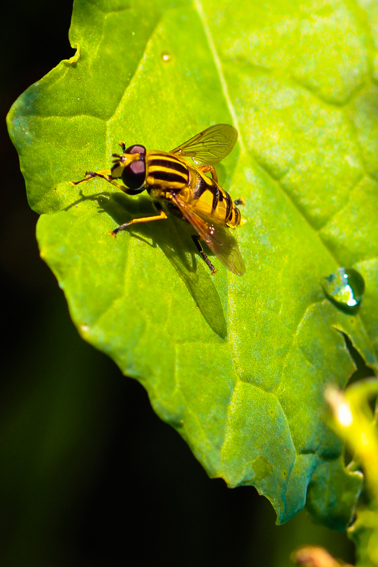 Sigma 105mm F2.8 EX DG OS HSM sample photo. Syrphid fly photography