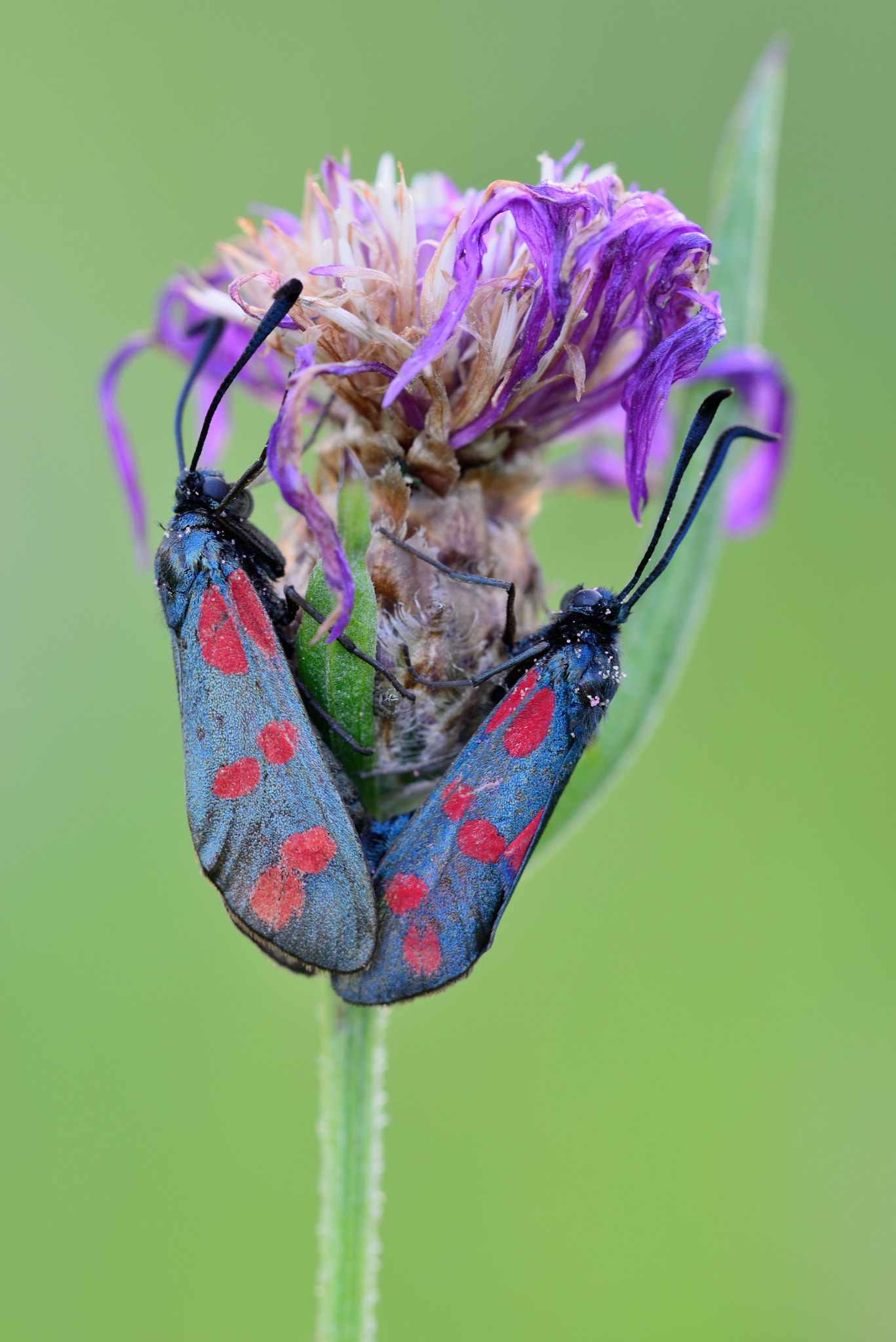 Nikon AF Micro-Nikkor 200mm F4D ED-IF sample photo. Blutströpfchen photography